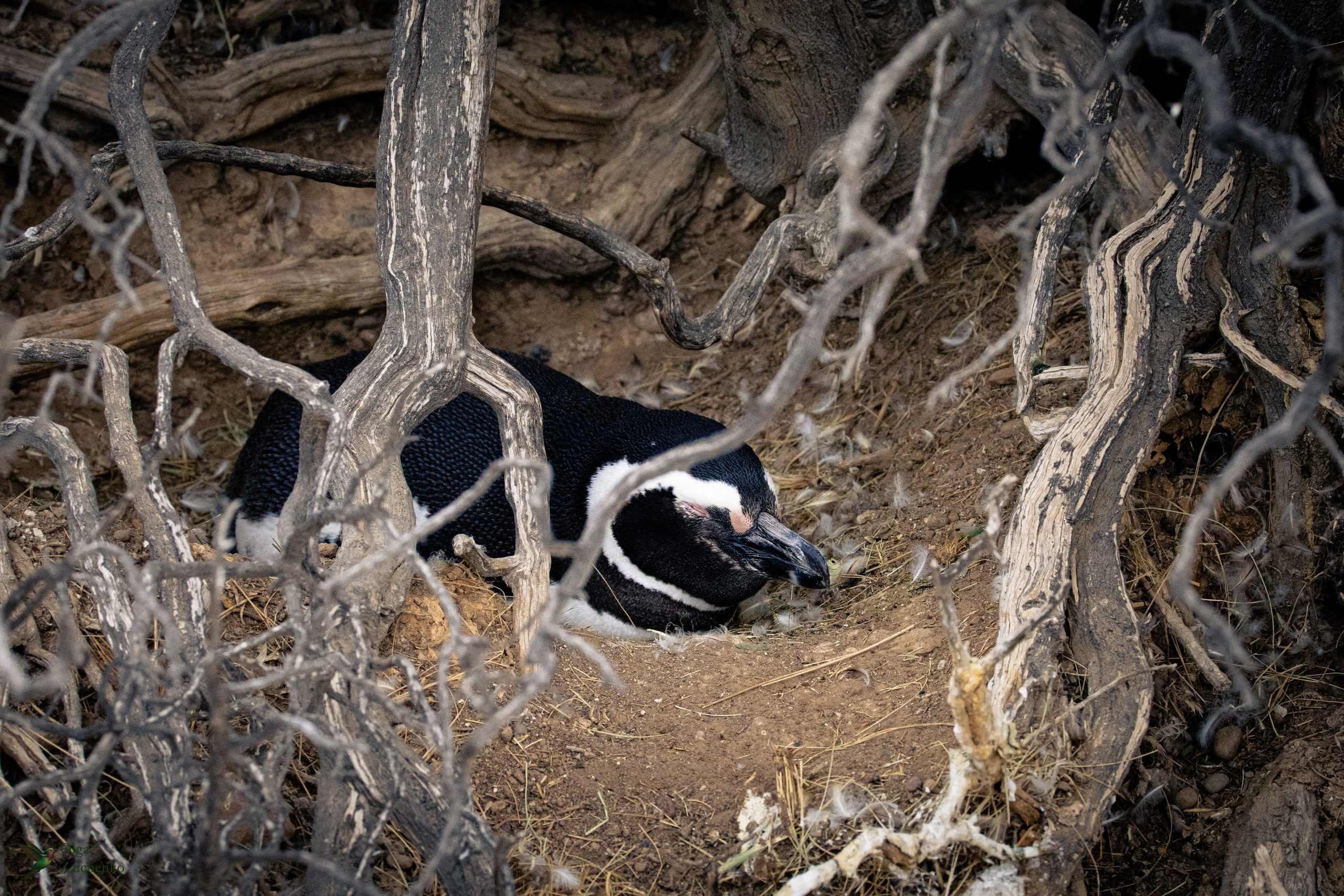 Магелланов пингвин