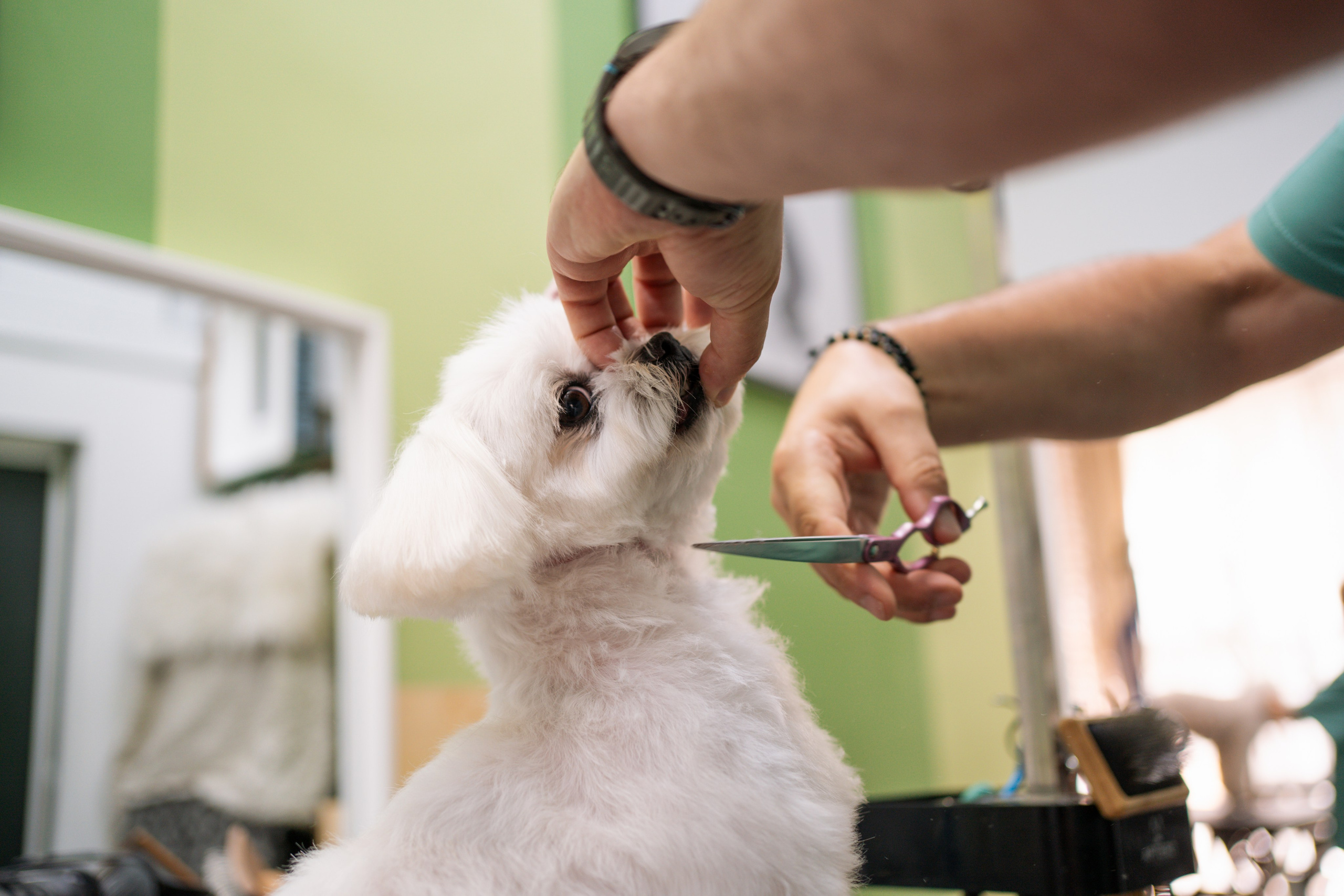 PetGroom Timisoara. Cozac Cristian Photographer