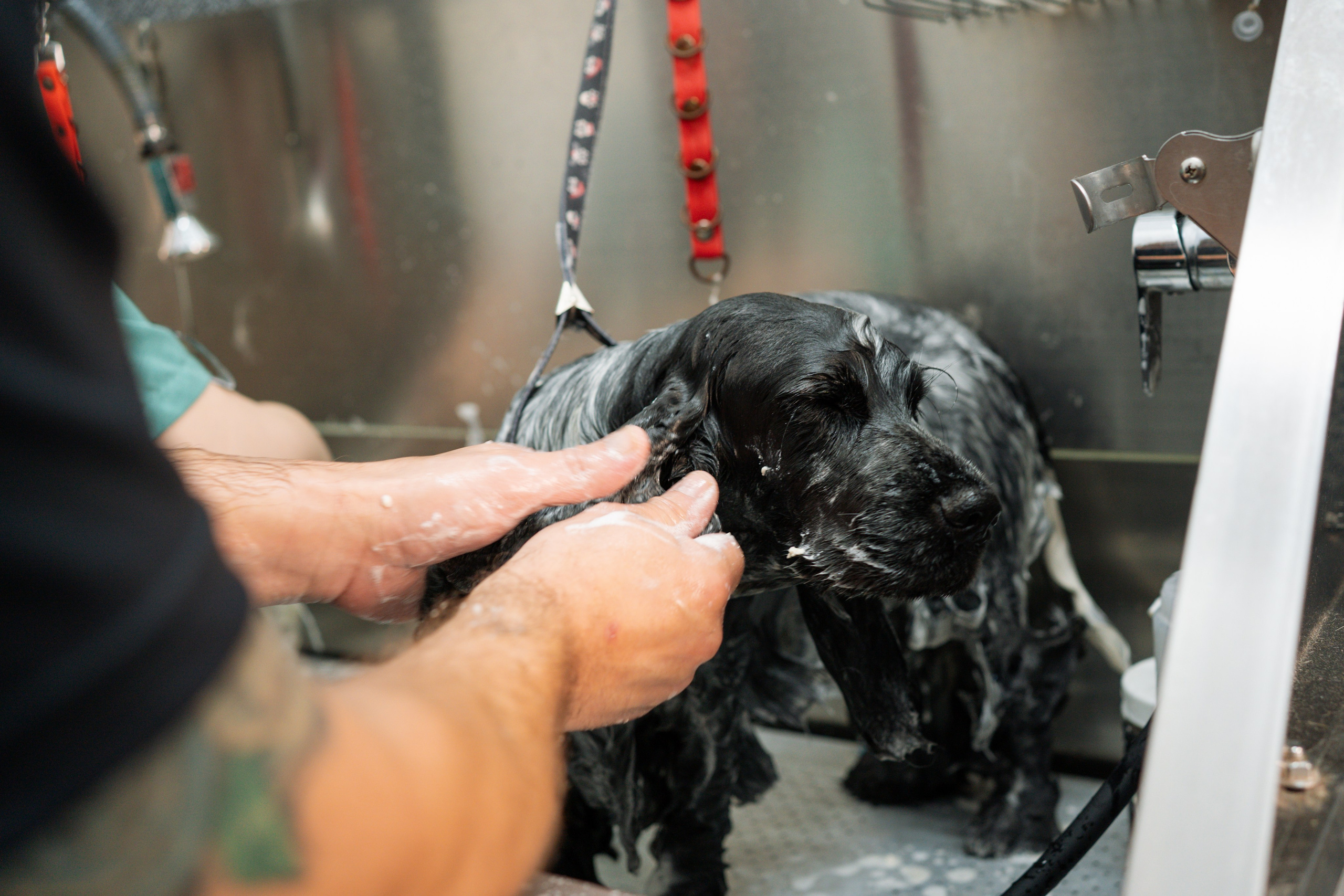 PetGroom Timisoara. Cozac Cristian Photographer