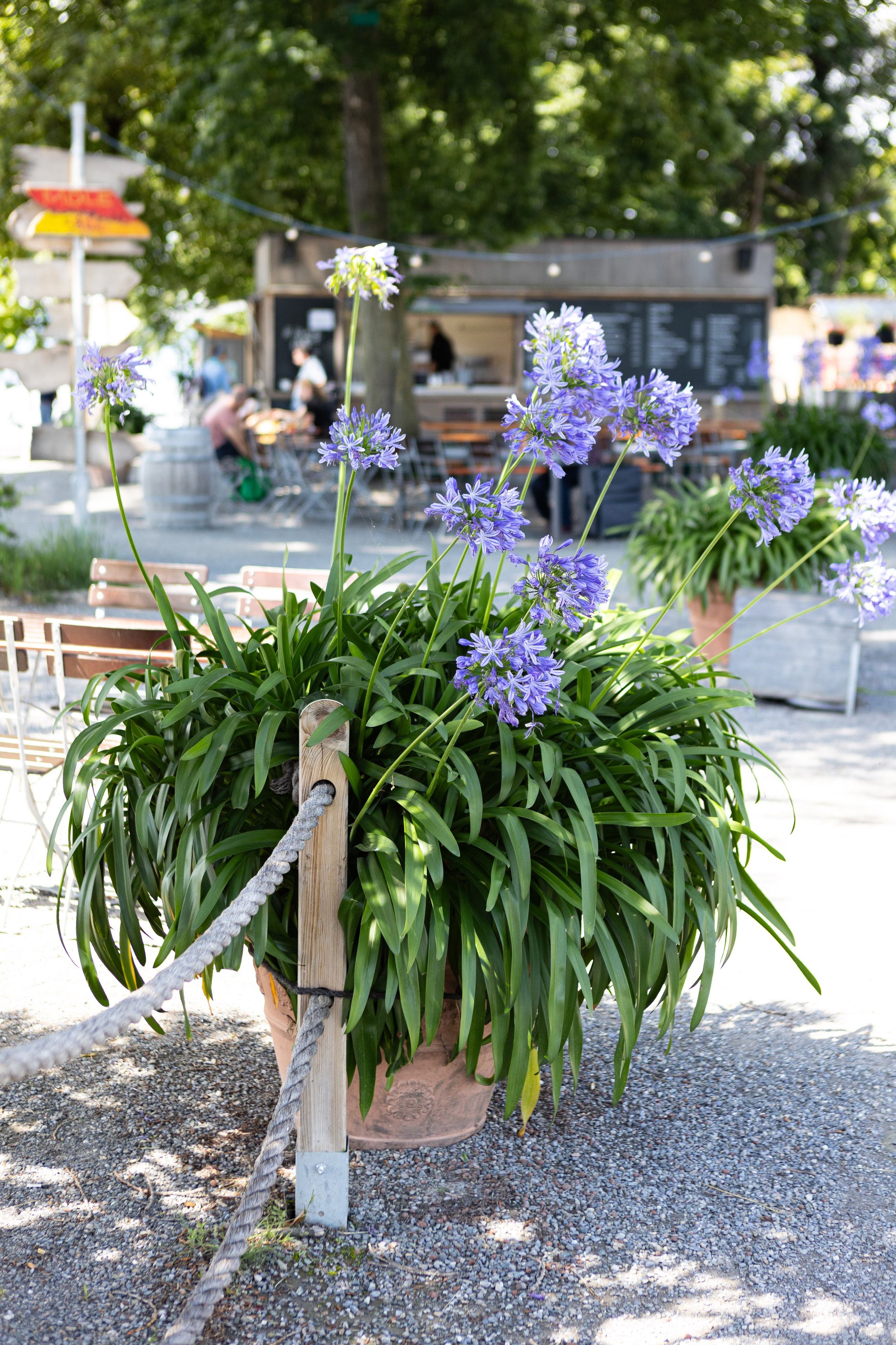 <img src="bild1.jpg" alt="Lindau Insel Fotografie kaufen"><img src="bild2.jpg" alt="Lindau Bodensee Bilder"><img src="bild3.jpg" alt="Lindau Altstadt Fotos kaufen"><img src="bild4.jpg" alt="Lindau Hafen Fotodruck"><img src="bild5.jpg" alt="Lindau Uferpromenade Wandbilder"><img src="bild6.jpg" alt="Lindau Kunstfotografie kaufen"><img src="bild7.jpg" alt="Lindau Leuchtturm und Löwe Bilder"><img src="bild8.jpg" alt="Lindau Innenstadt schöne Bilder"><img src="bild9.jpg" alt="Lindau Landschaftsfotografie kaufen"><img src="bild10.jpg" alt="Lindau Bodensee Fotos als Deko">