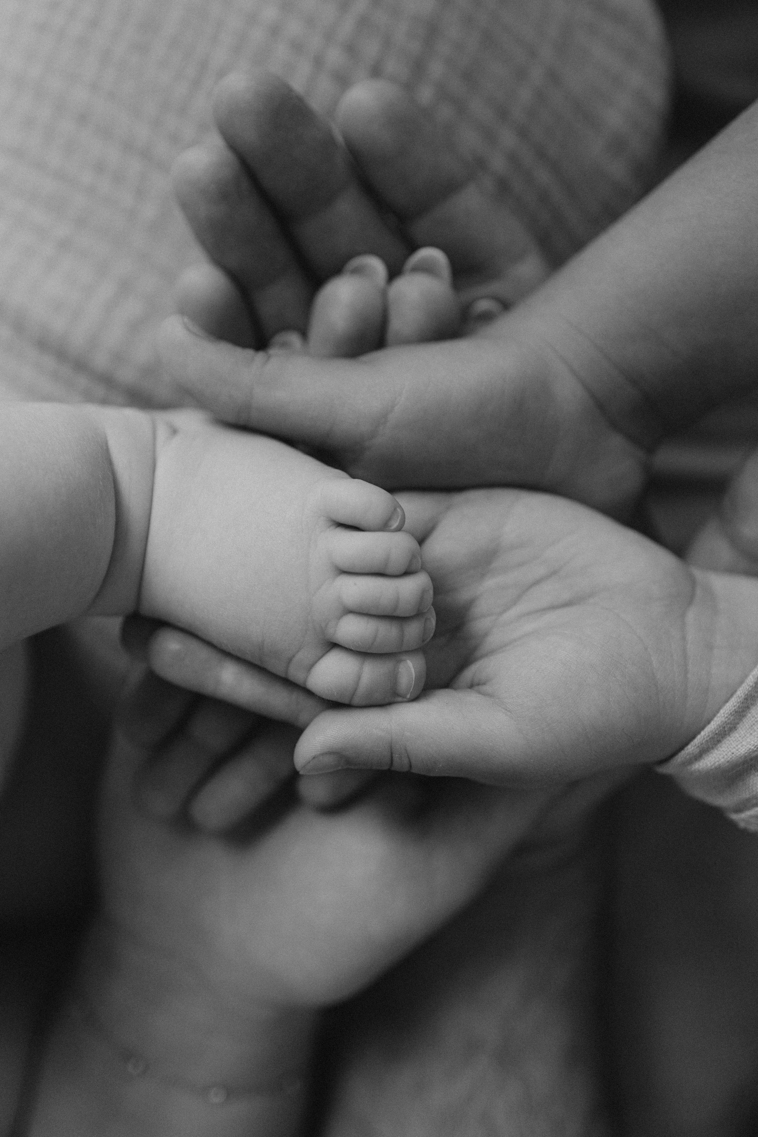 LAINES ģimene. GALVENĀ