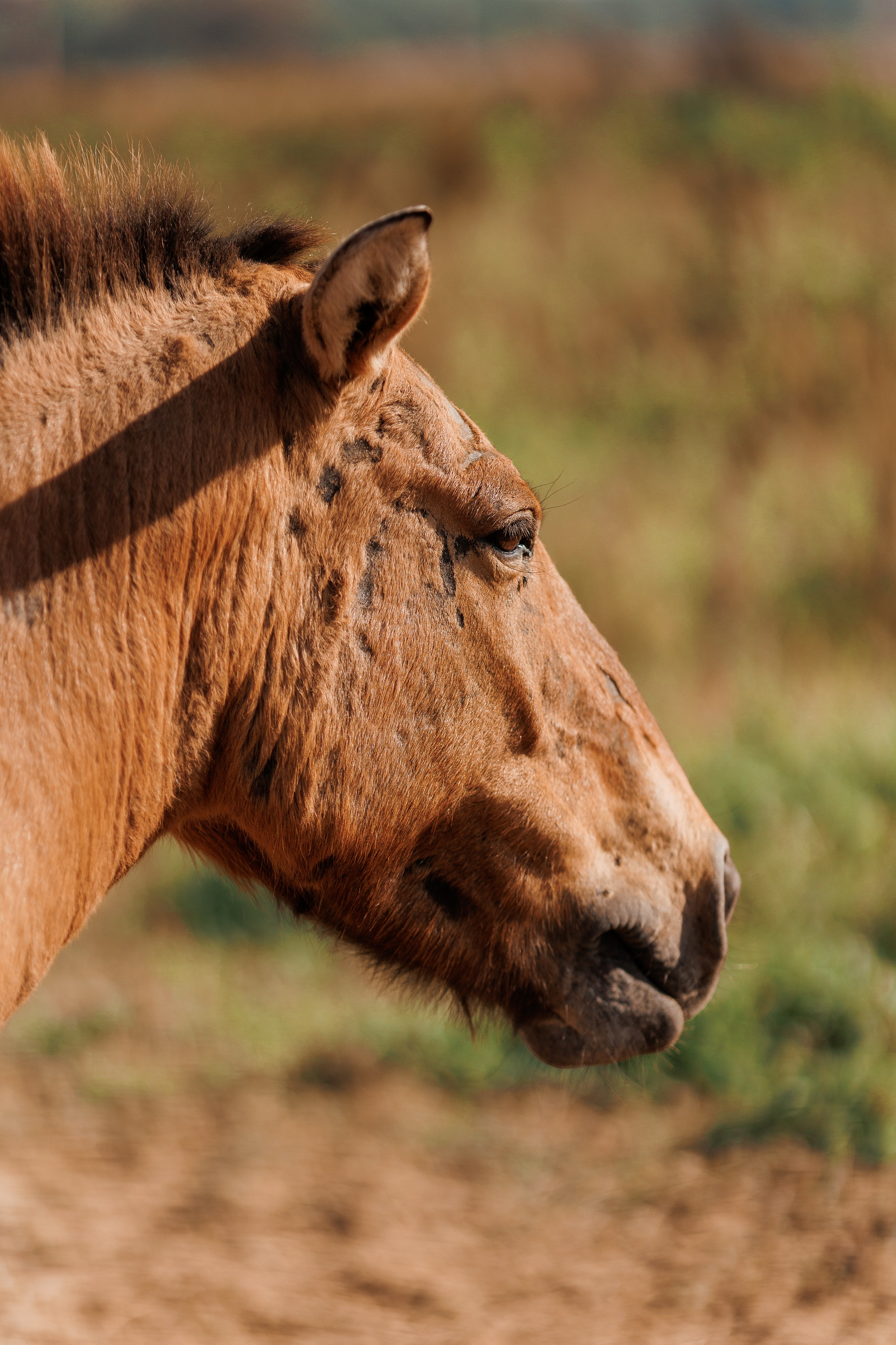 Екопарк Аміла. Ірина Терещук