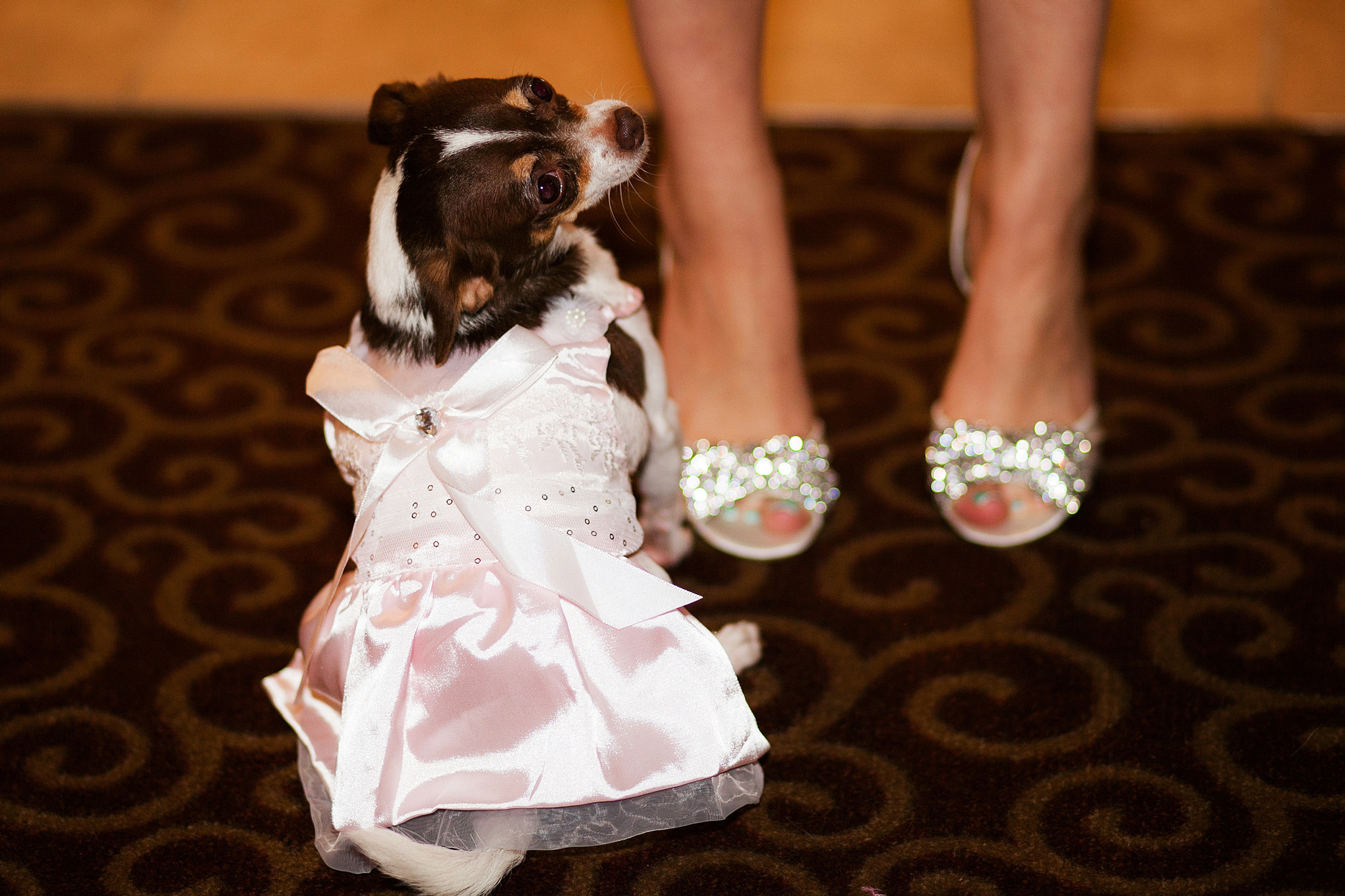doggie in a wedding dress