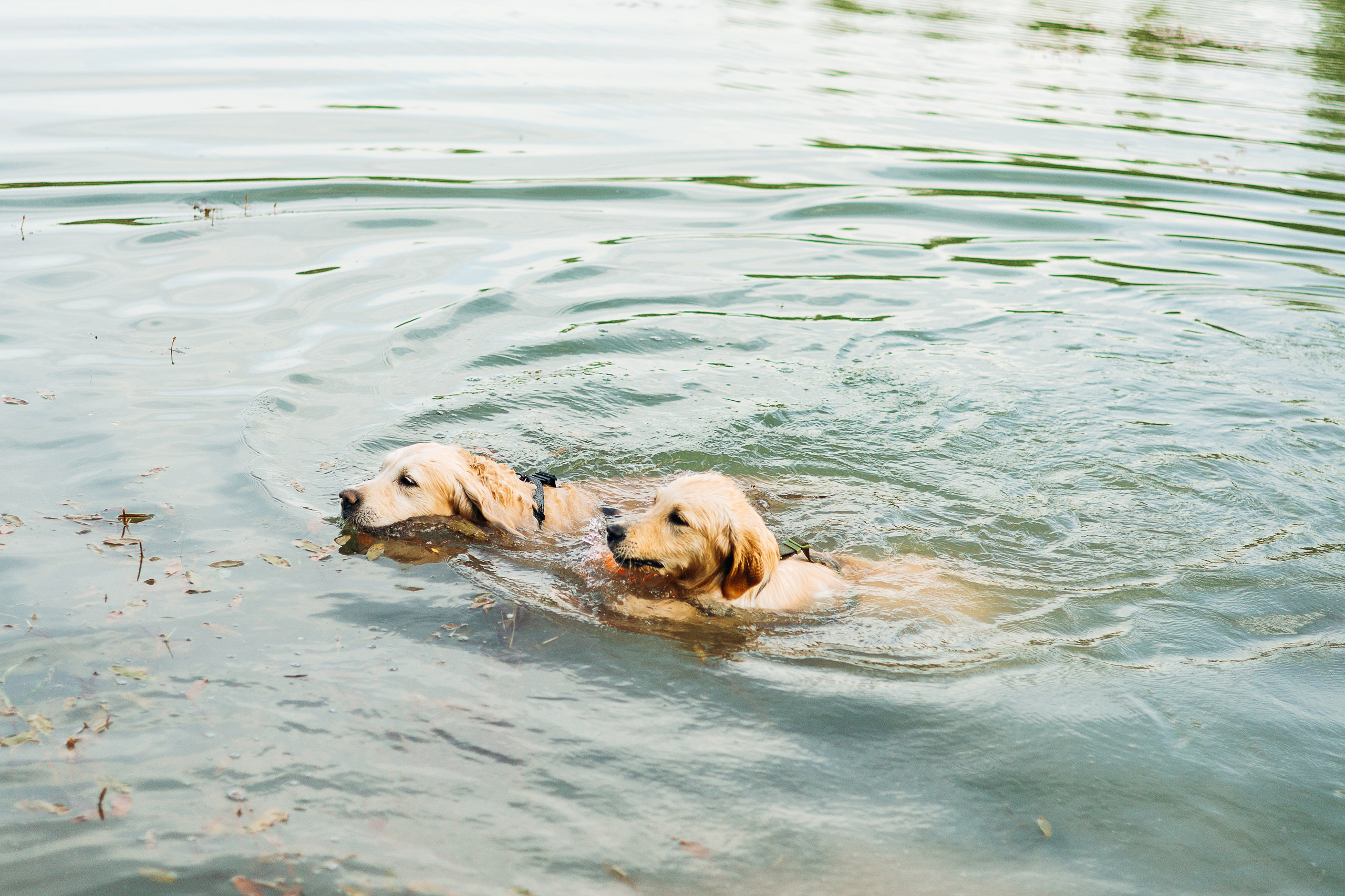Настя, Арчи, Арагон. Фотограф-анималист | Белград