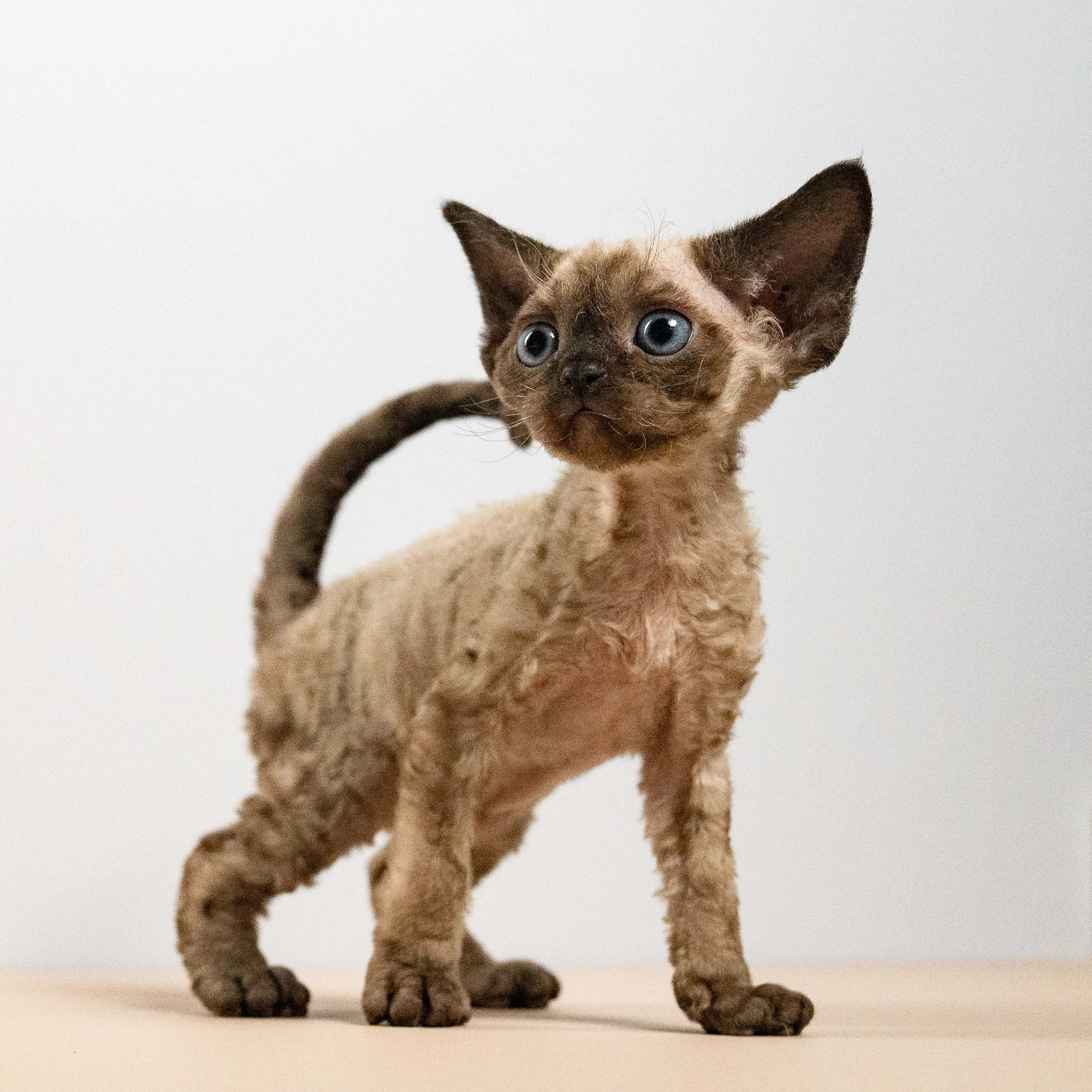 Leo, boy, born 12.20.2025. Devon Rex Pixie Cattery