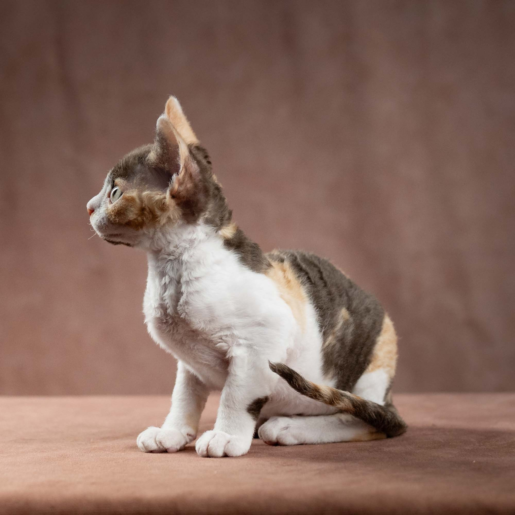 Dixie, girl, born on 06.06.24 SOLD. Devon Rex Pixie Cattery