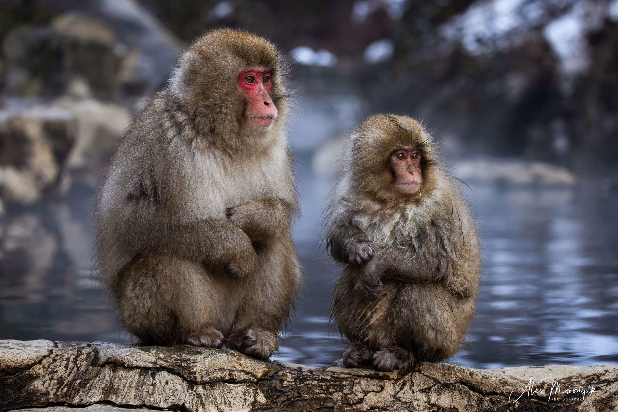 Winter Japan: Snow Monkeys, Castles & Timeless Villages. Pet, Senior, Landscape, portrait studio, photographer in Miami and Sou
