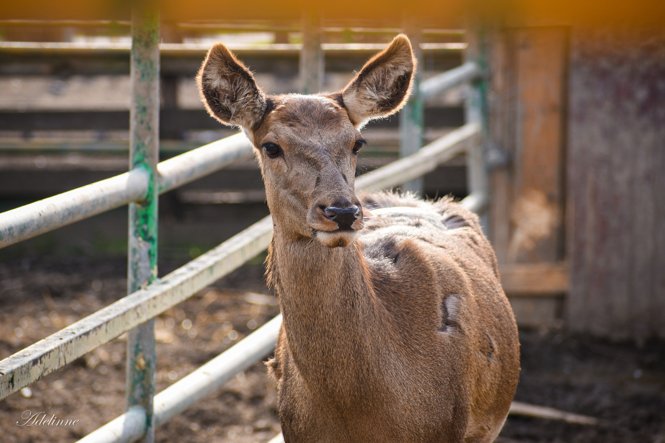 Nature❤️. Adelinne