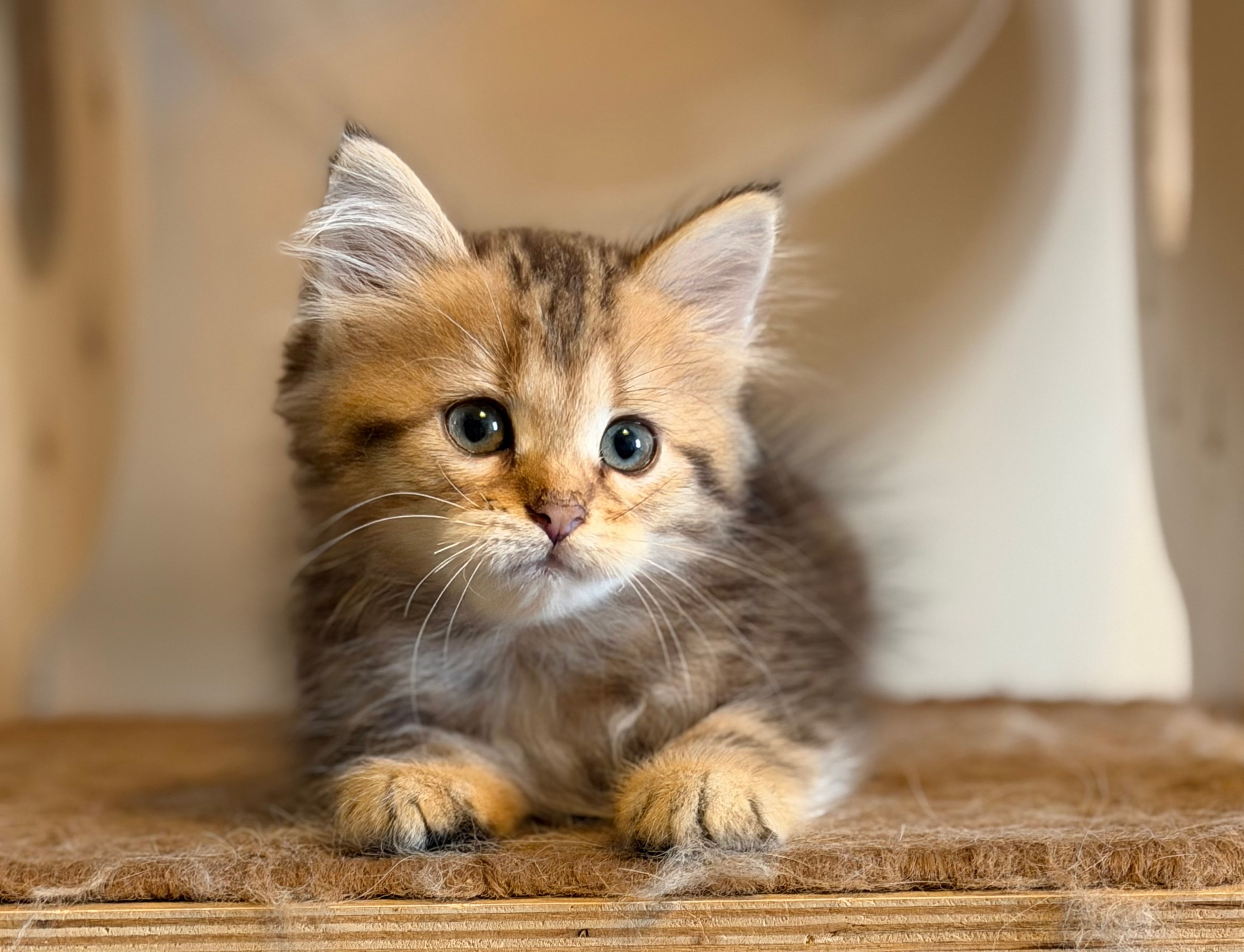 Dakota - Brown Classic Tabby Female 