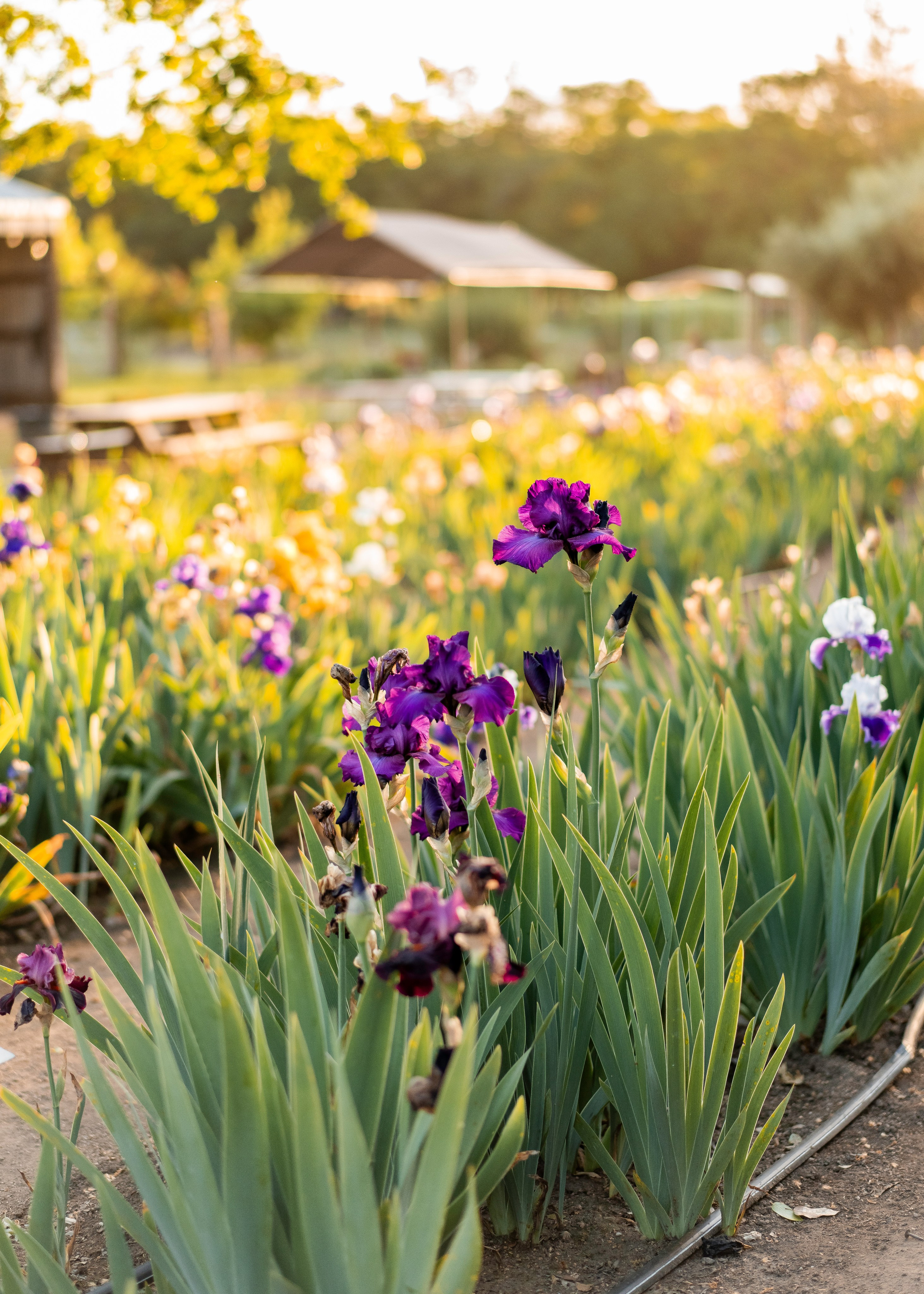 Ruslan, Sofiya & Naomi. Family photographer in Sacramento | Sofia Pavenko