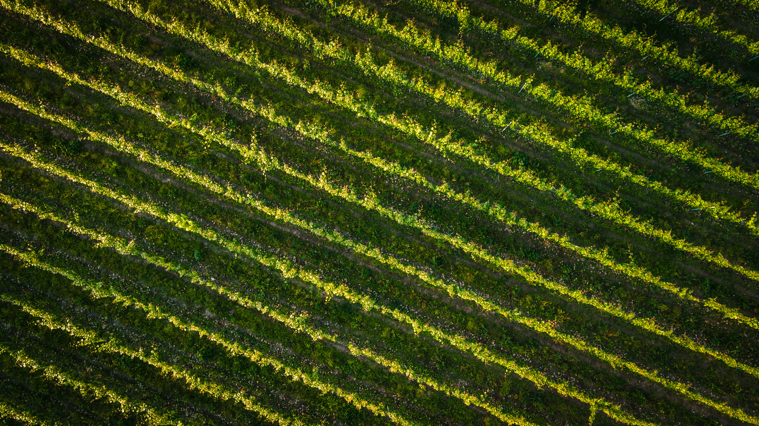 Photographer in Tbilisi