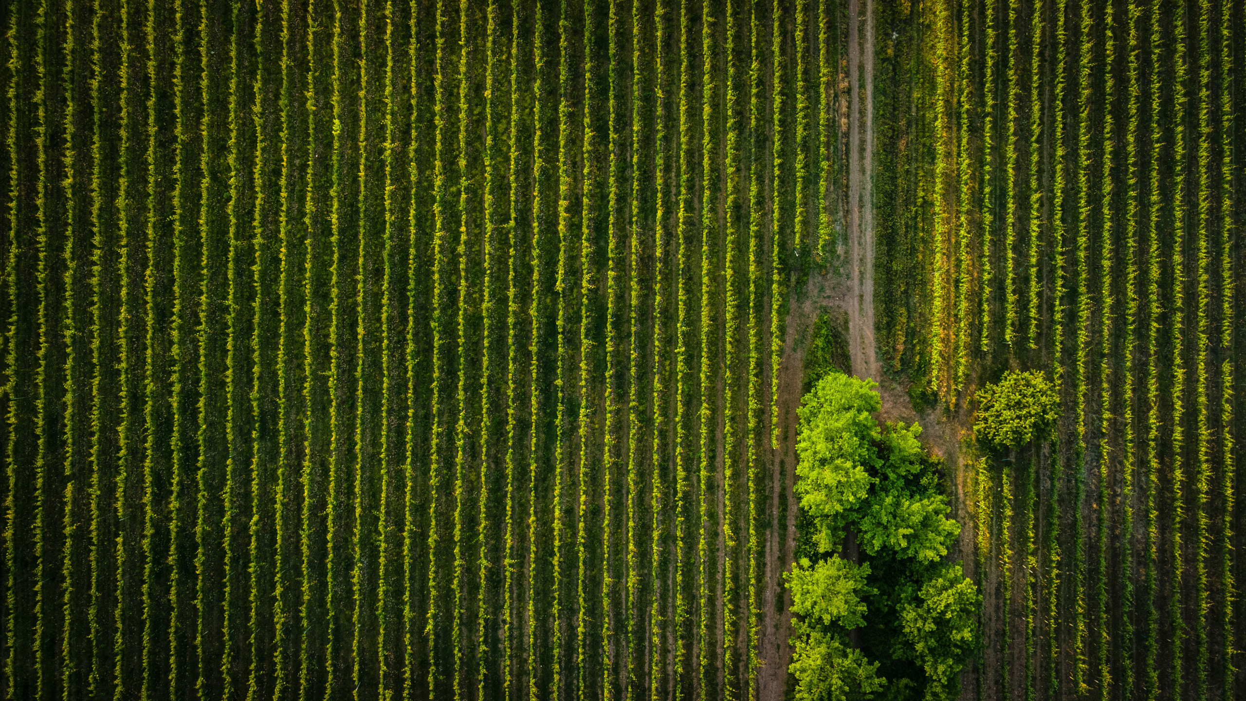 Photographer in Tbilisi