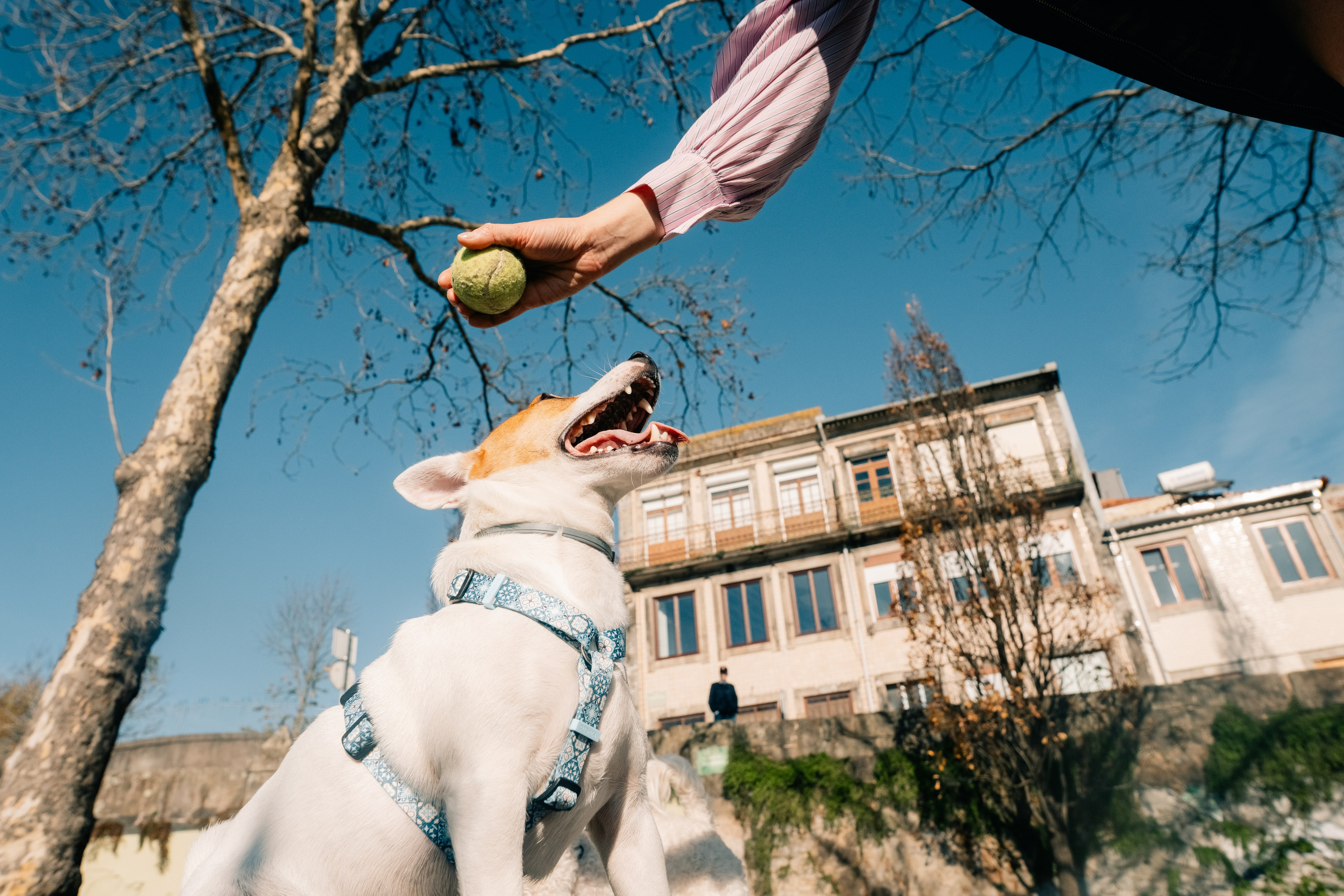 Yana & Doggos in Bonfim. Maria Sher. Professional photographer from Porto, Portugal