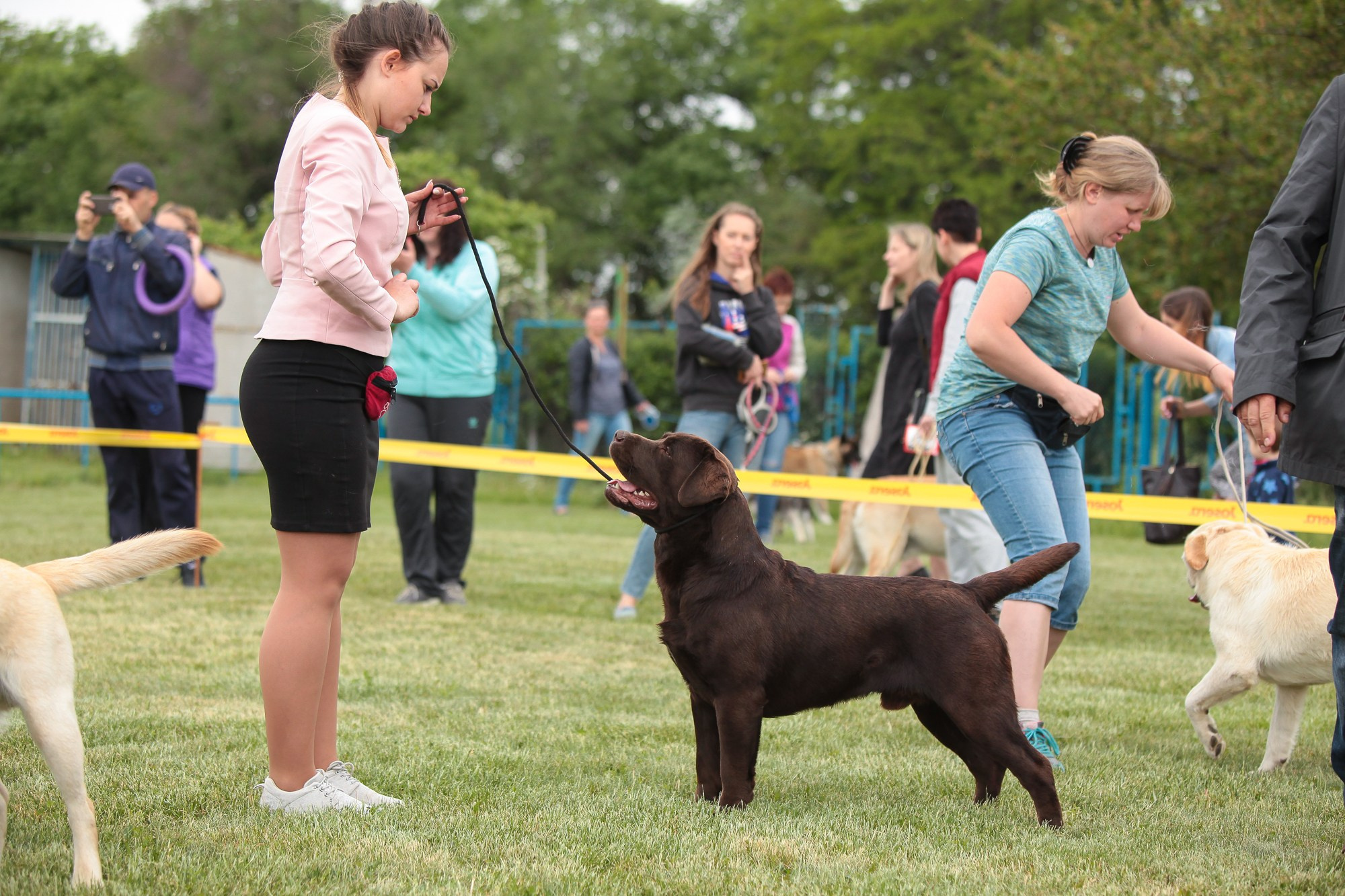 Newton. Цуценята лабрадор ретривера, Дніпро, Україна