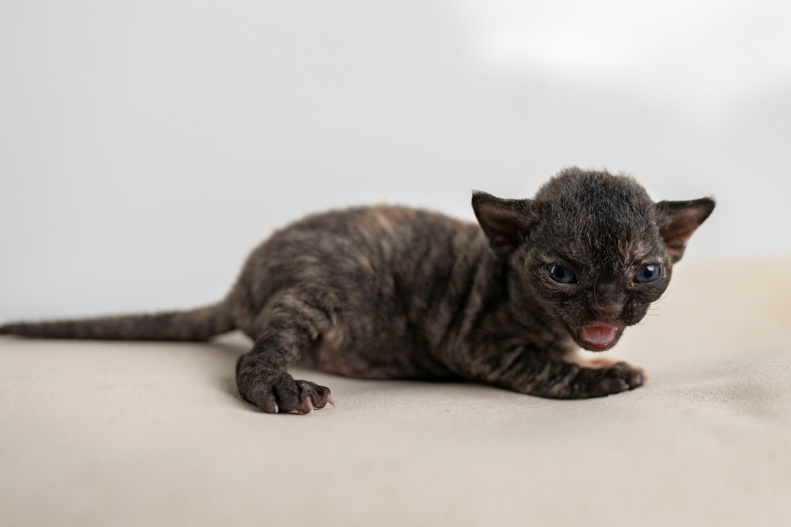 Kittens 11.23.23. Devon Rex Pixie Cattery