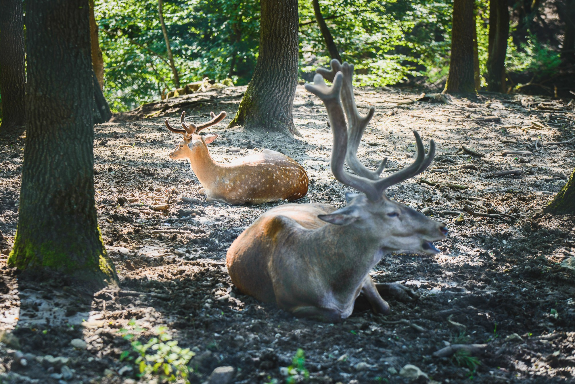 Peisaj /natura. Daniel Criste Fotograf