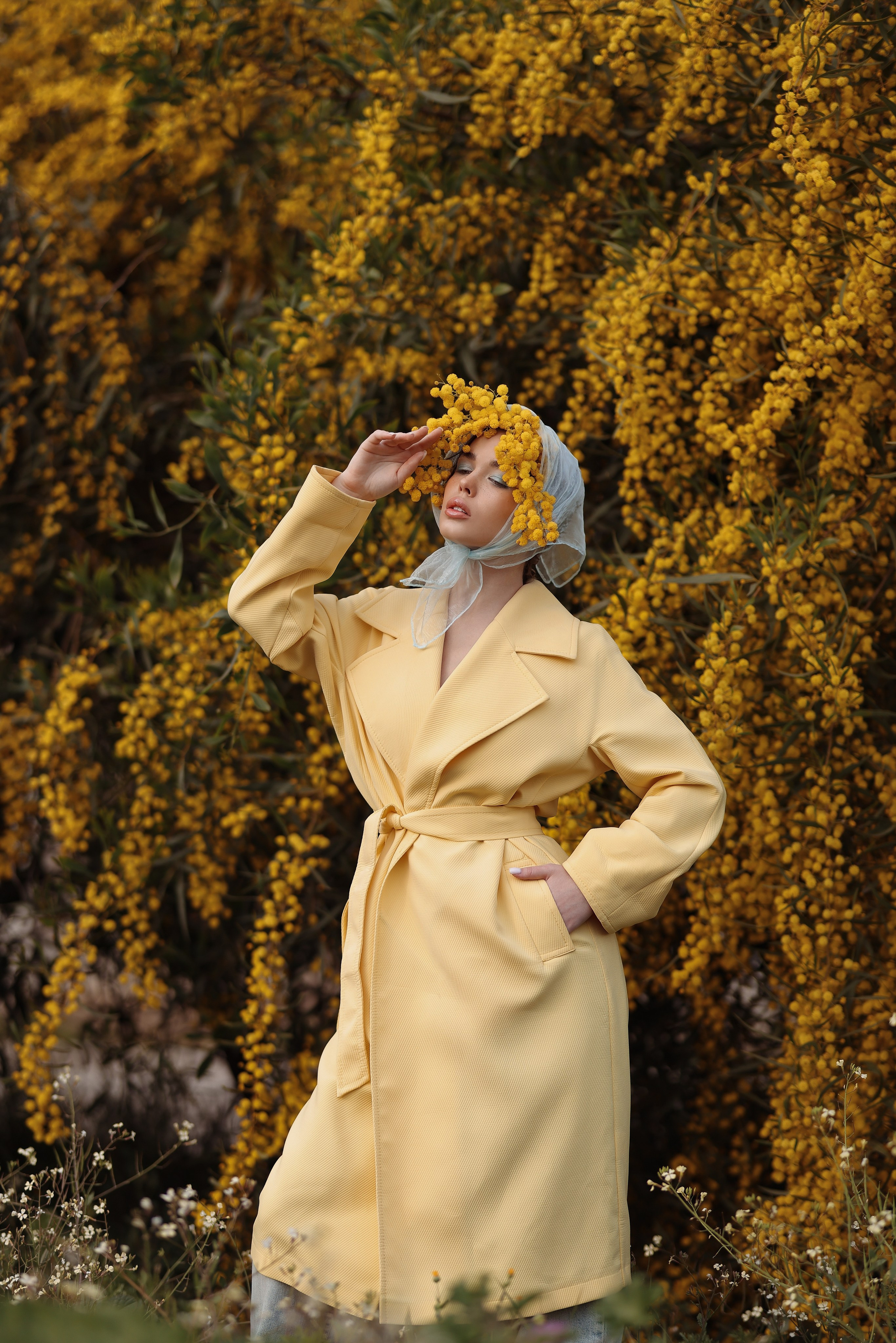 Цветение мимозы в Турции. Фотосессия в мимозе. Фотосессия с мимозой. Фотограф в Турции. Что сейчас цветет в Турции. Что сейчас цветет в Аланьи. Что цветет в апреле в анталии. Фотограф Алания турция. Мимоза в Турции. Цветение в Турции. Турецкая мимоза . Мимоза турция. 