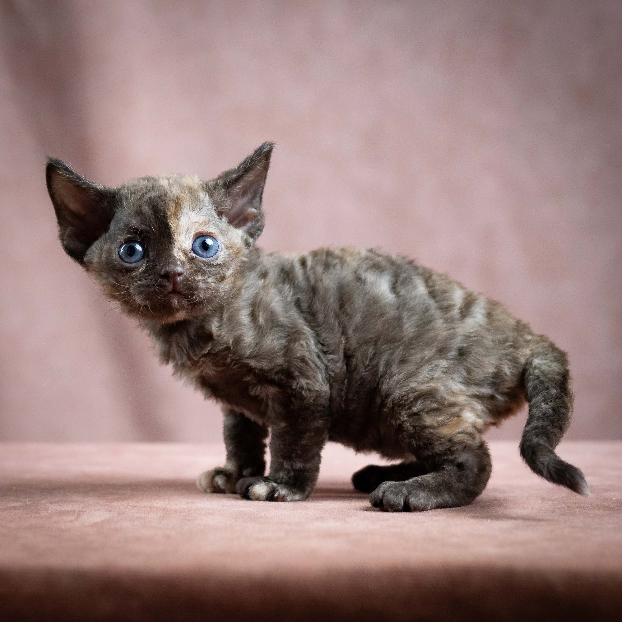 Mocha, girl, born 01.15.26. Devon Rex Pixie Cattery