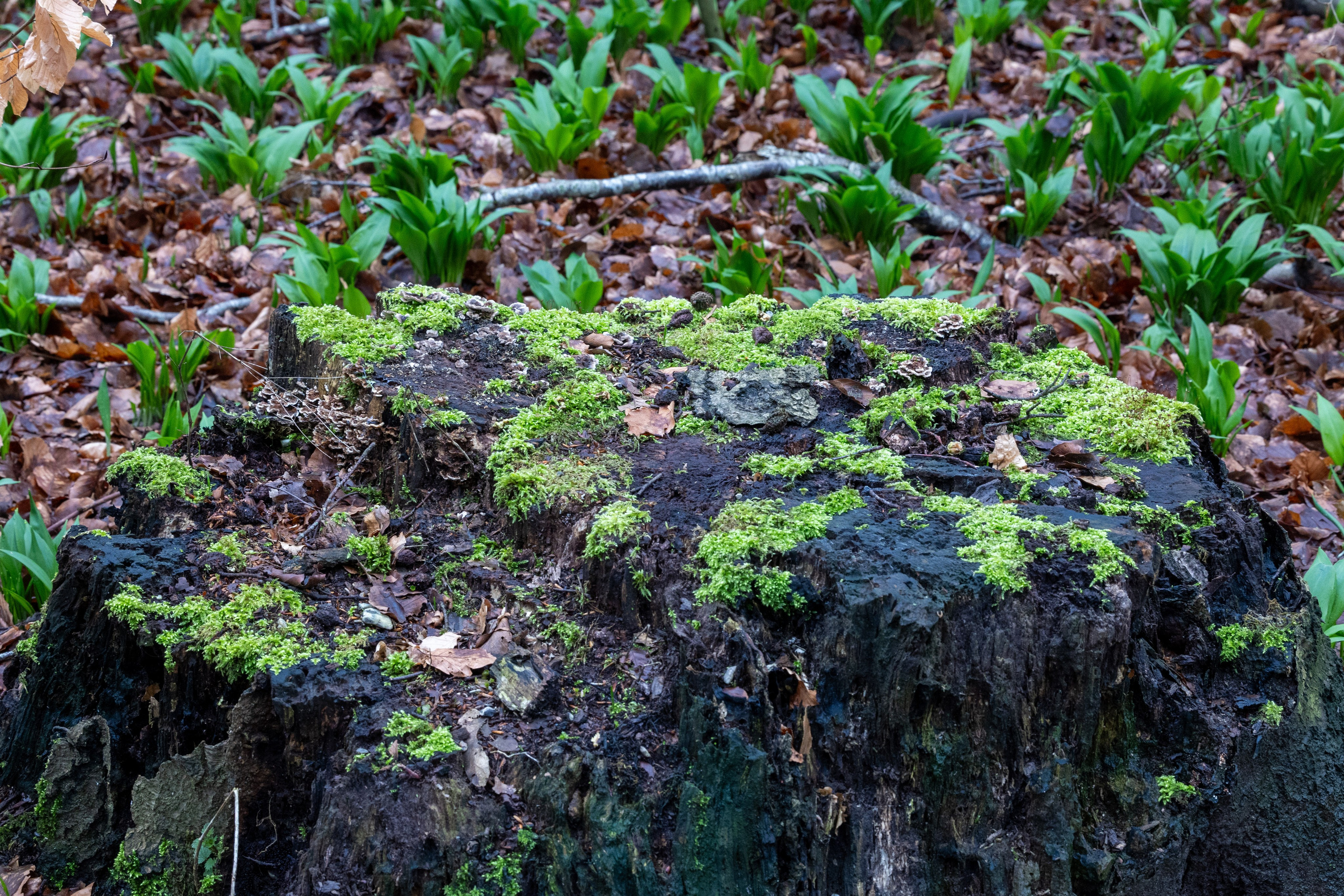 Forår. Fotograf Aarhus | Portrætfoto Århus | Flotte billeder