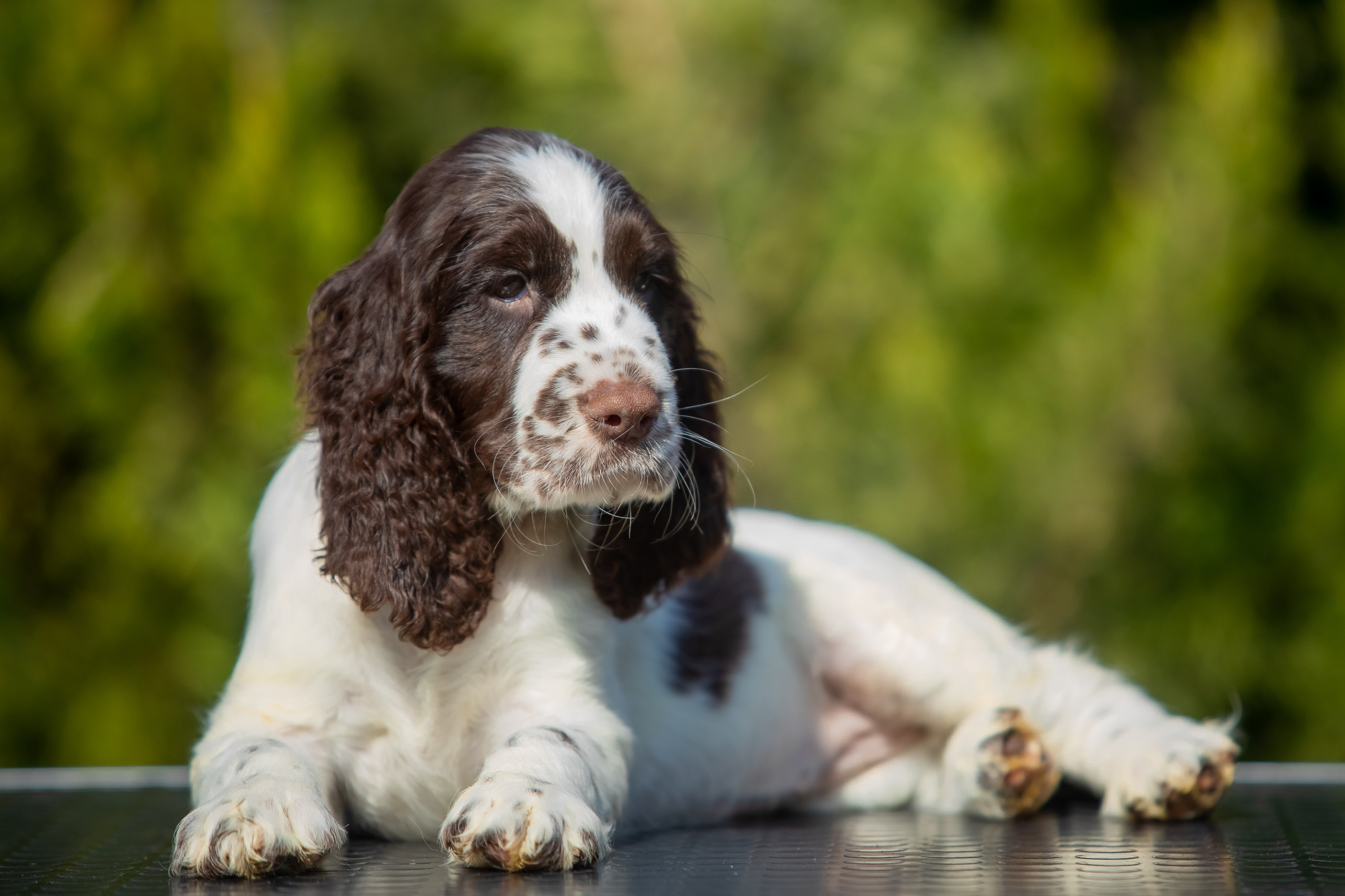 Female — Grey collar 🩶. Website of the titled stud dog of the Springer Spaniel breed