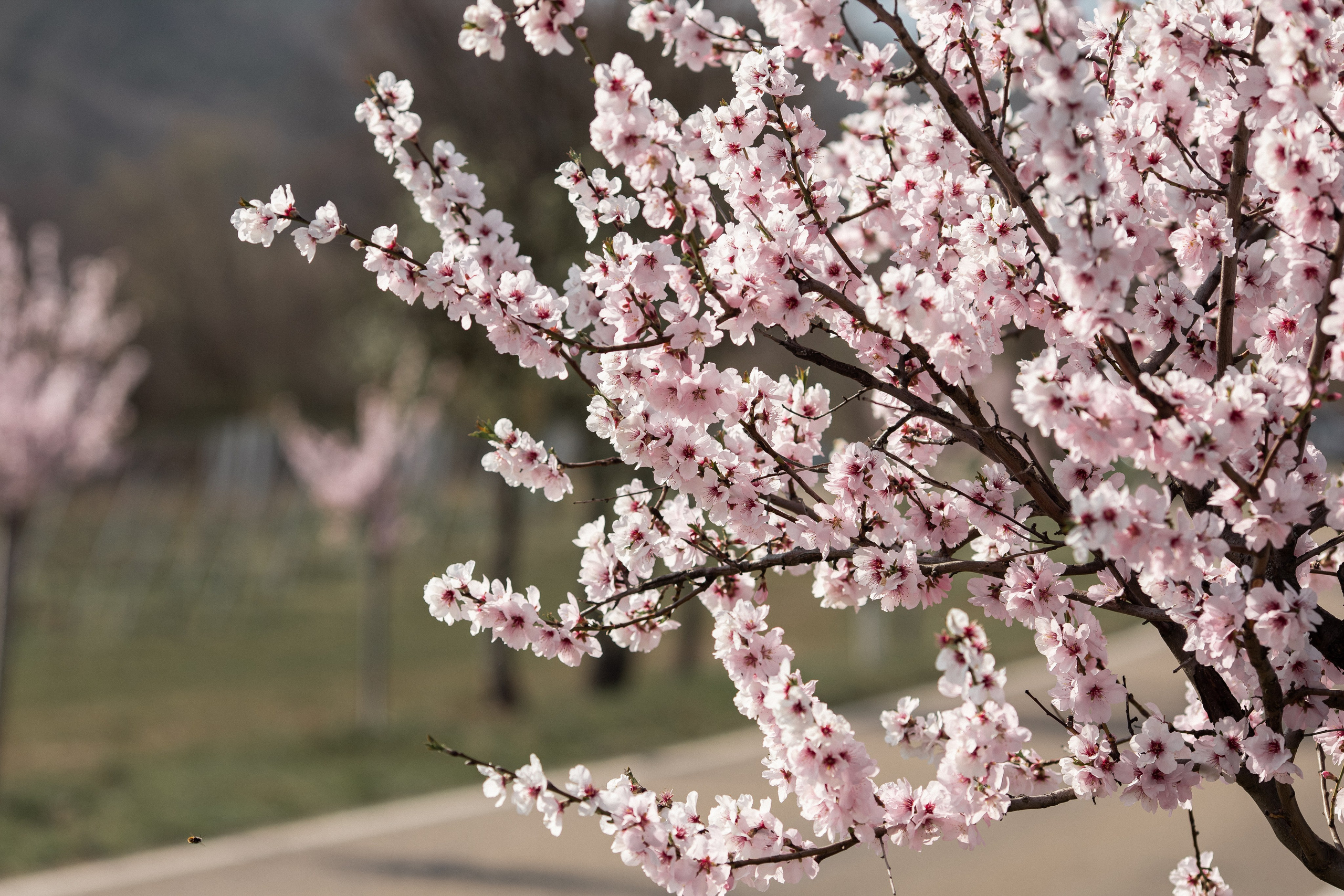 Цветущий миндаль в Пфальце. Фотограф в Германии — Мария Чистякова
