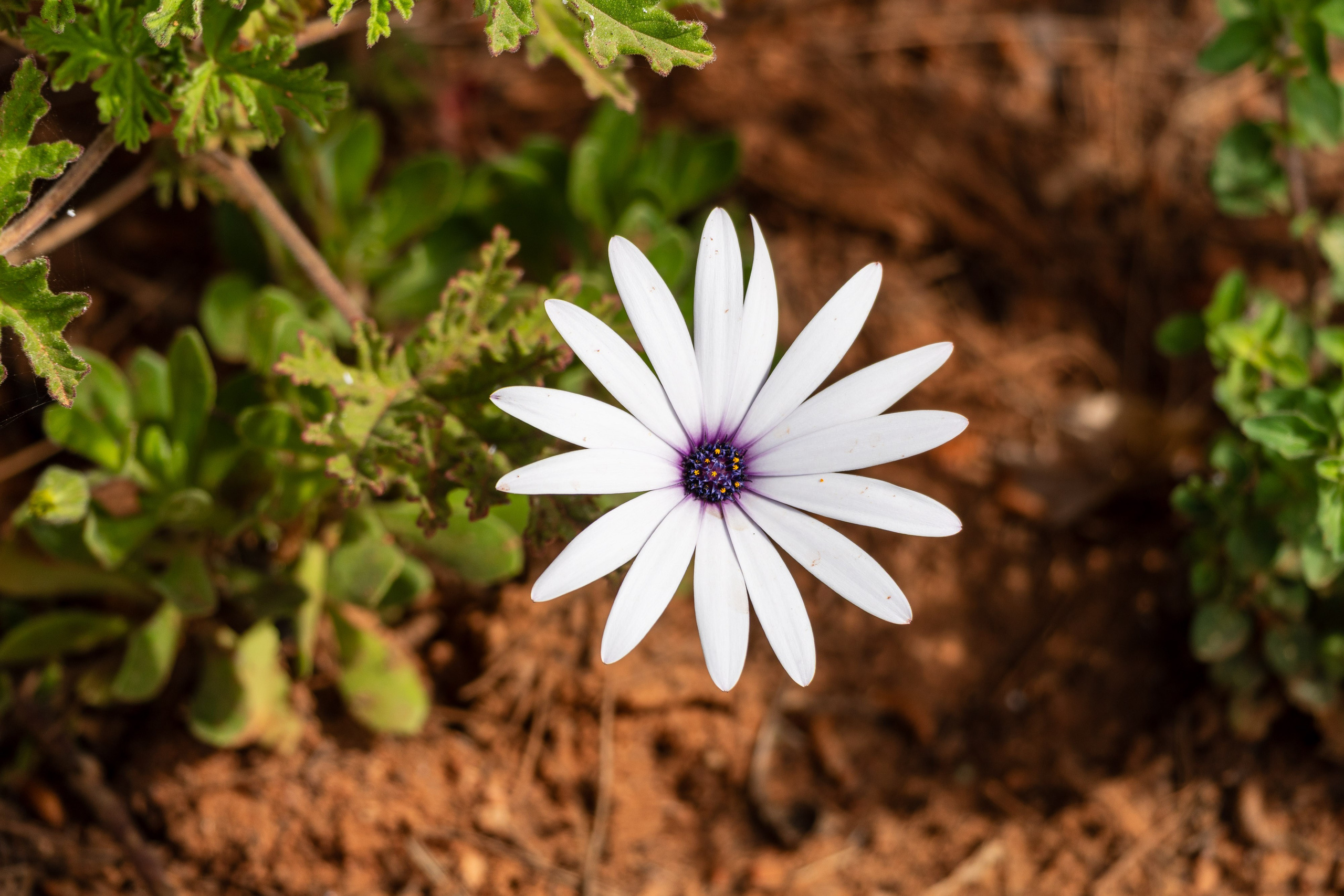 Thasos 2025. Fotografiideplacere.net