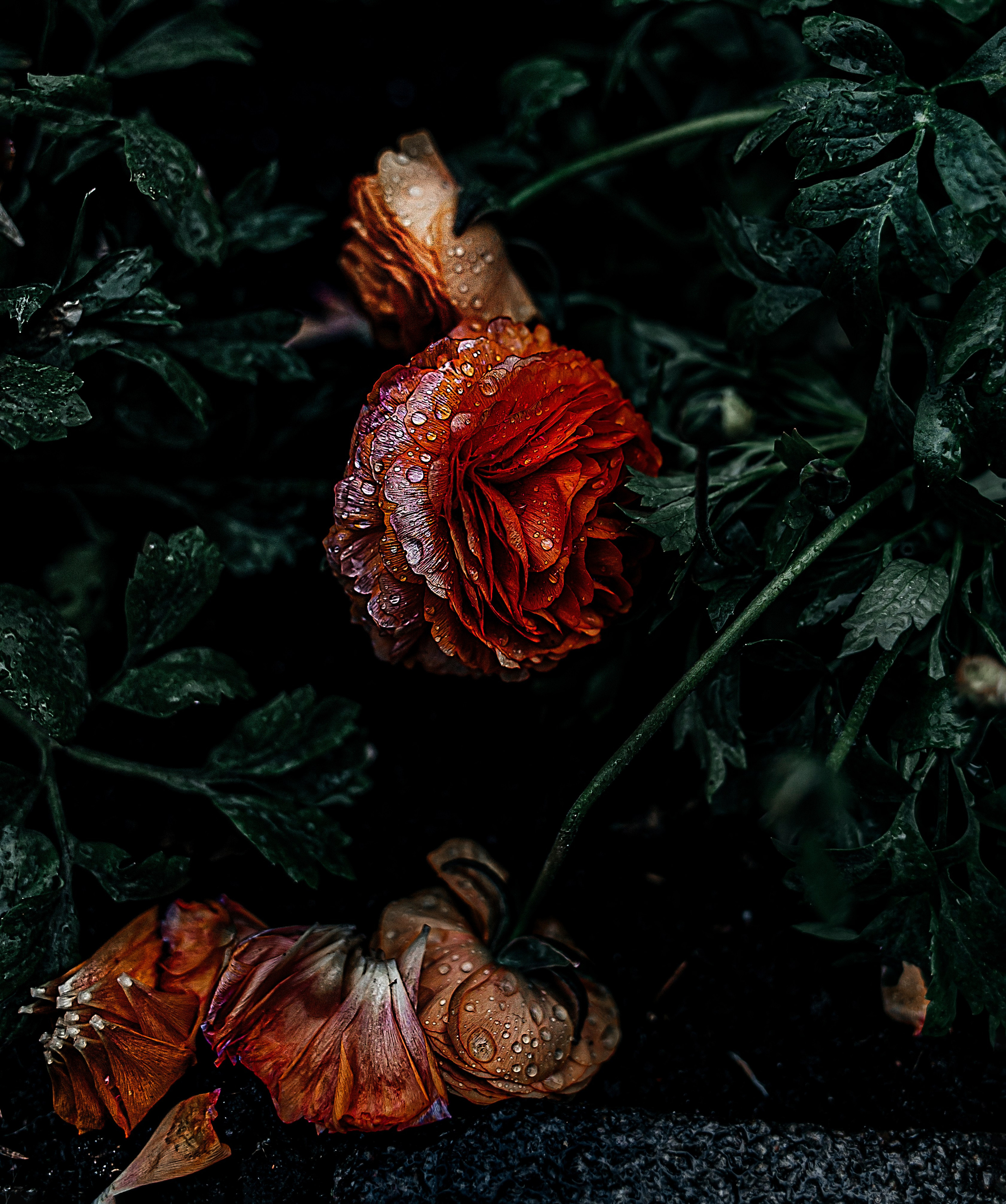 Artworks / Still life. Sandra Garanca Portrait and event photographer