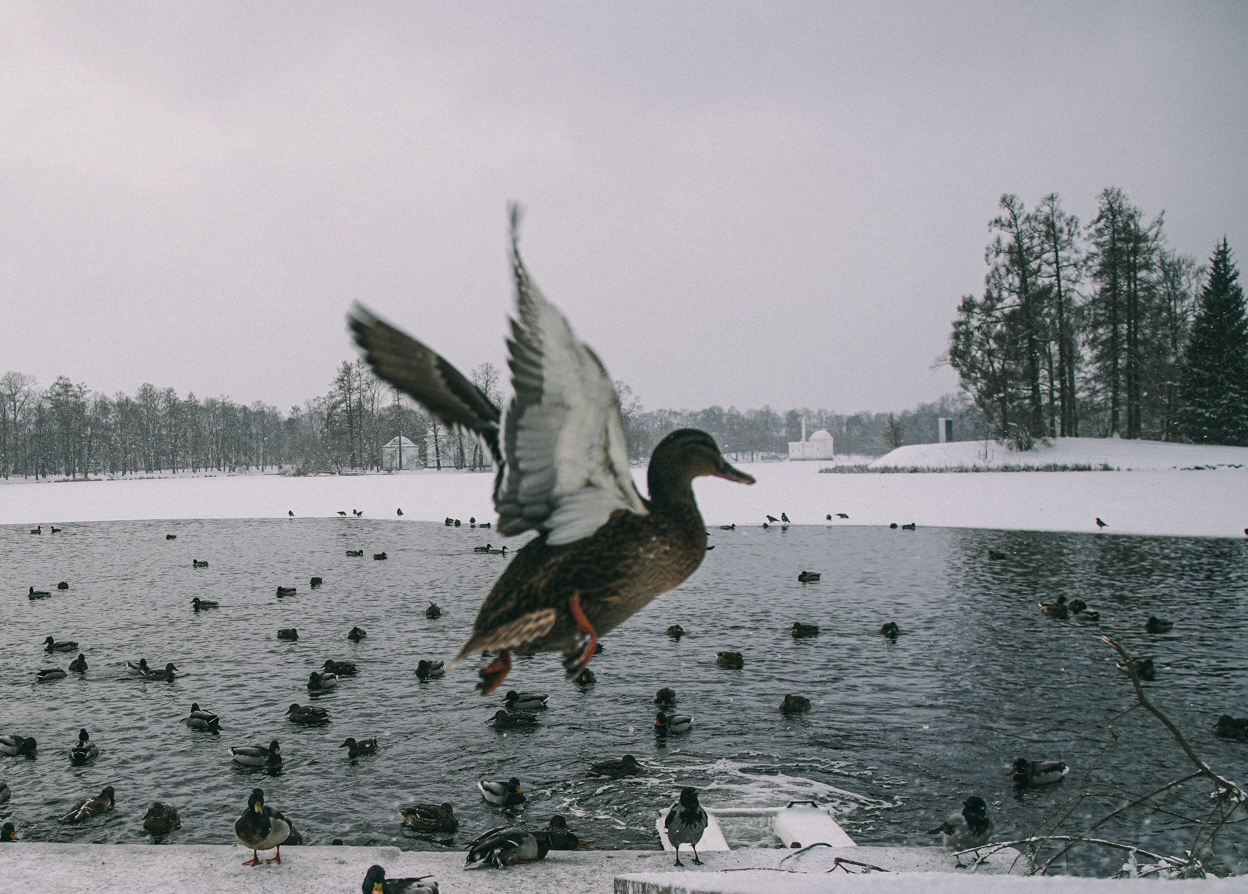 Пернатый психоз. Стрит-фотография, полная абсурда, идиотизма и красоты