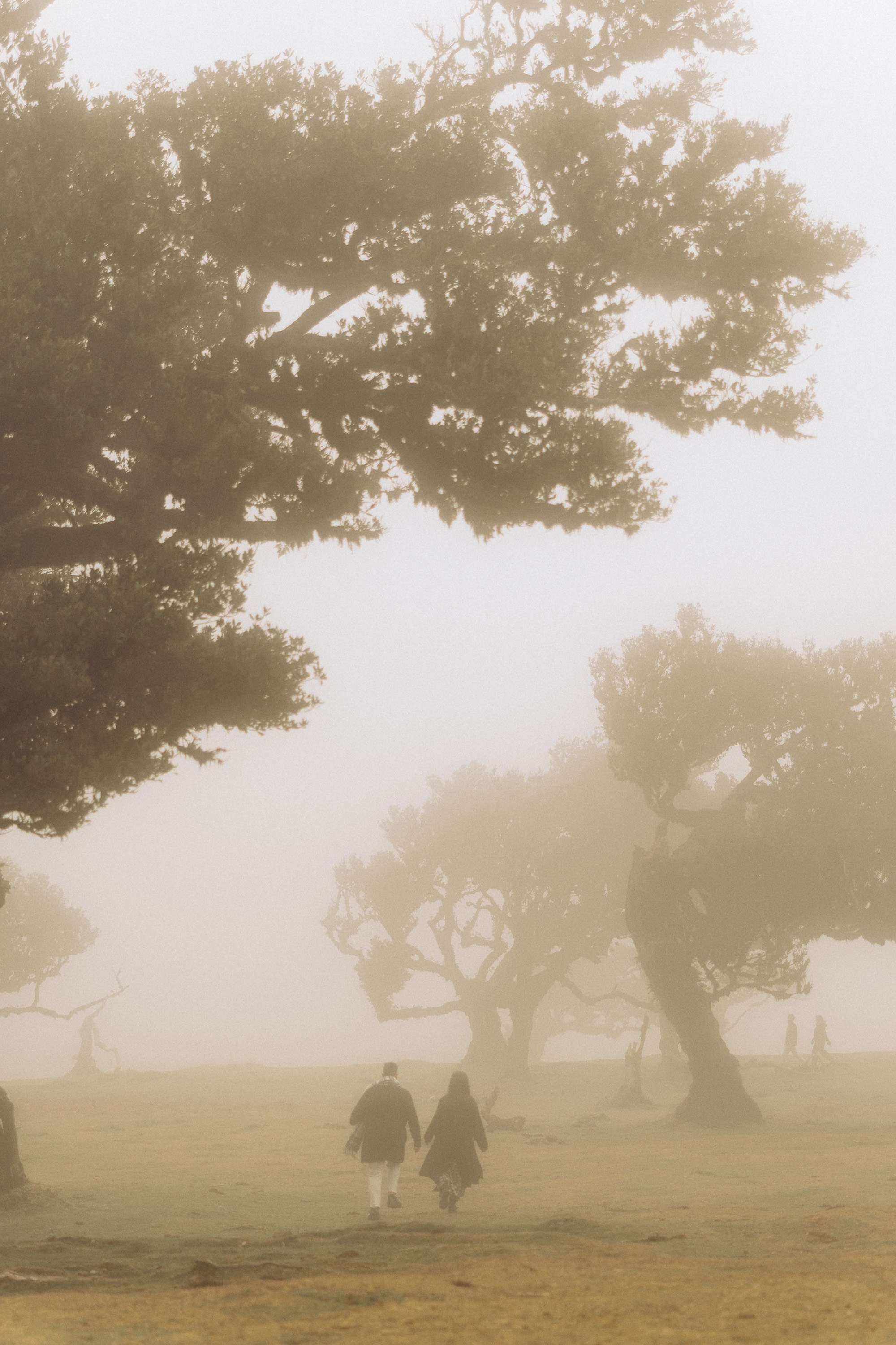 Couple photoshoot in Fanal Forest