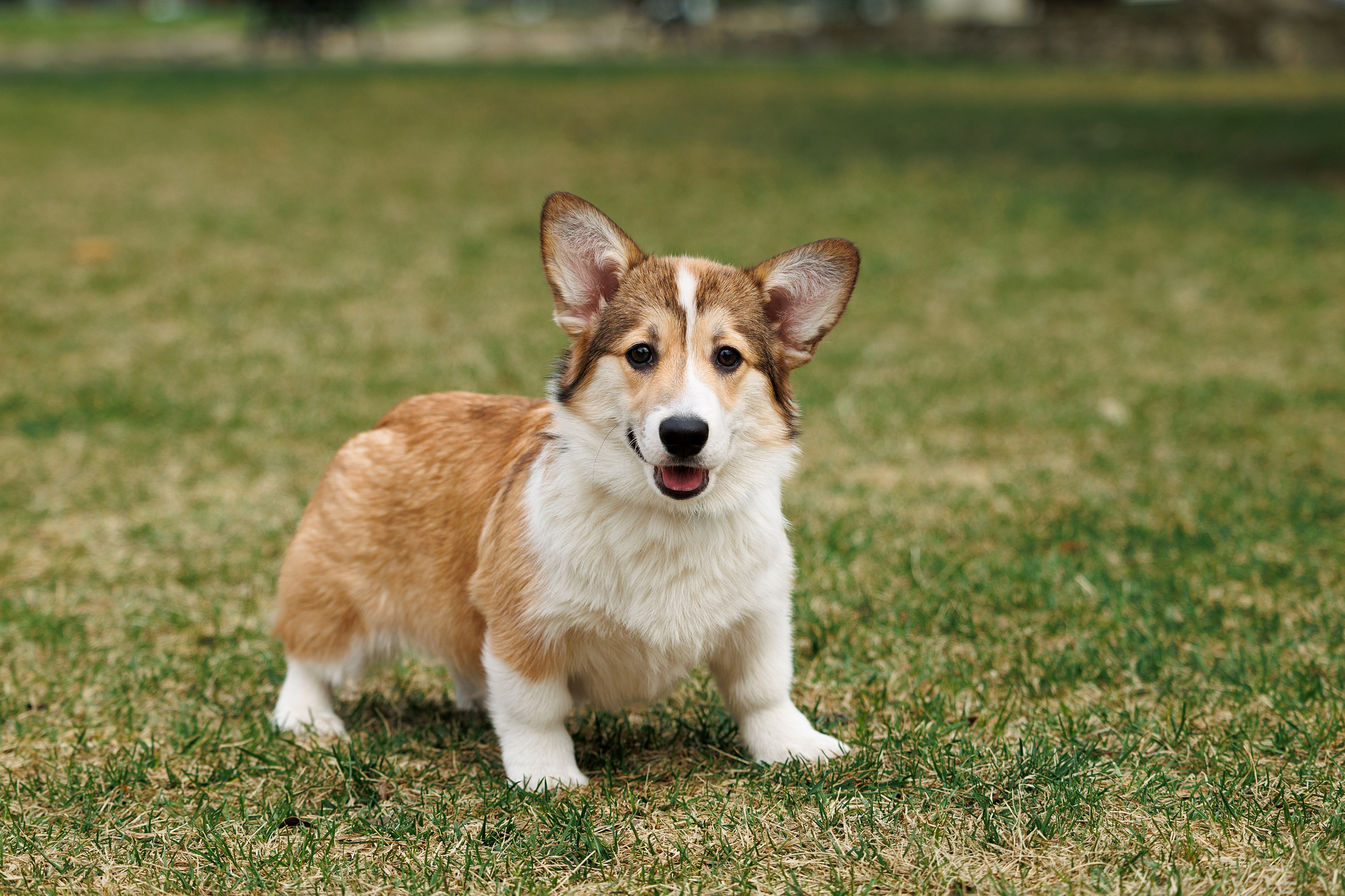 Welsh Corgi puppies. Семейный фотограф в Кишинёве Пулькина Ольга