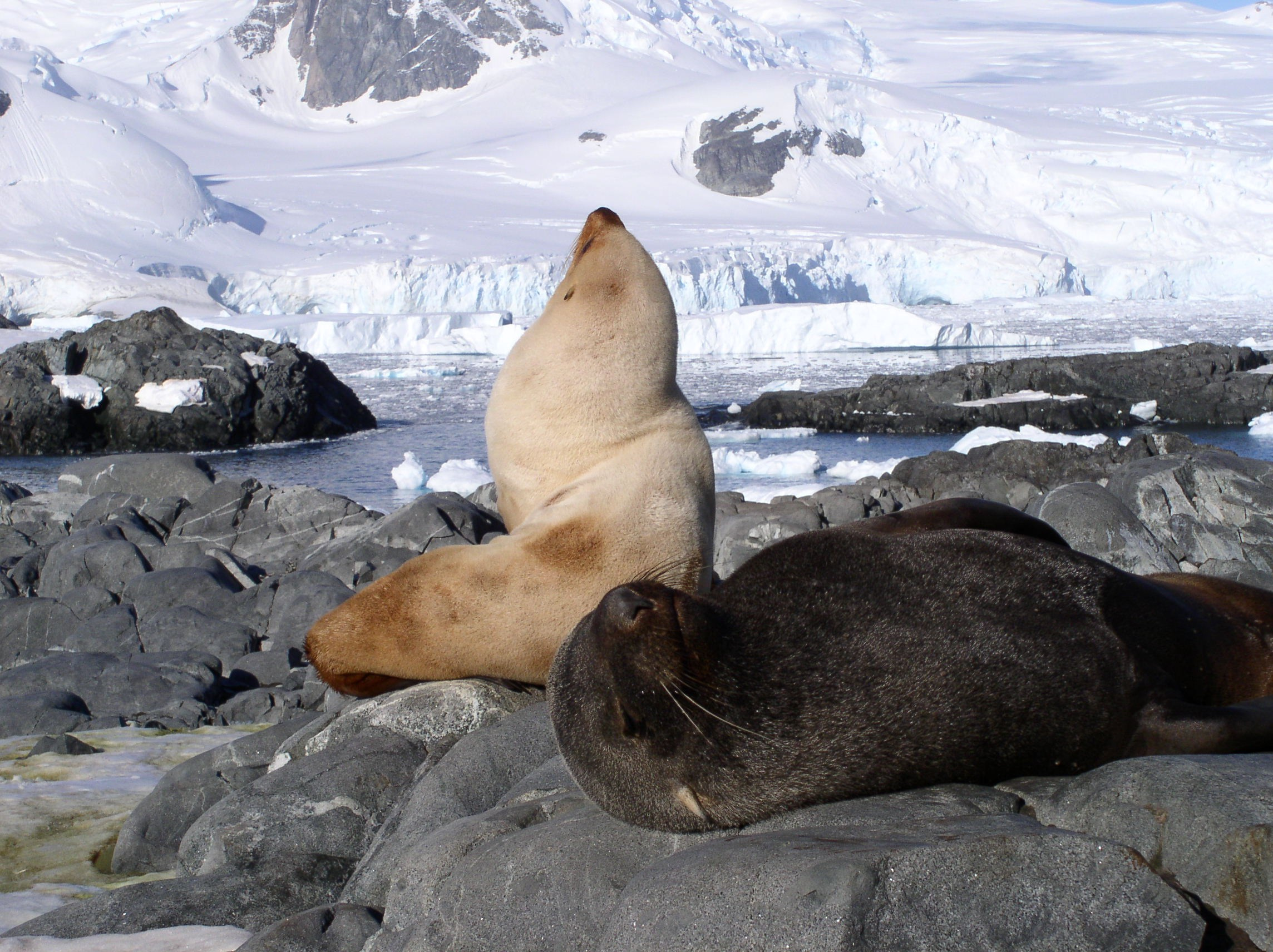 ANTARCTICA. Reportage concert portrait photography in the San Francisco Bay Area