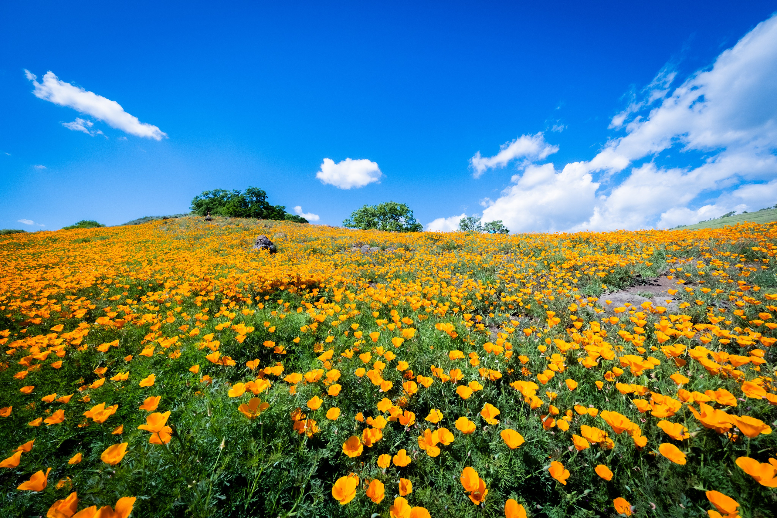 Reportage concert portrait photography in the San Francisco Bay Area