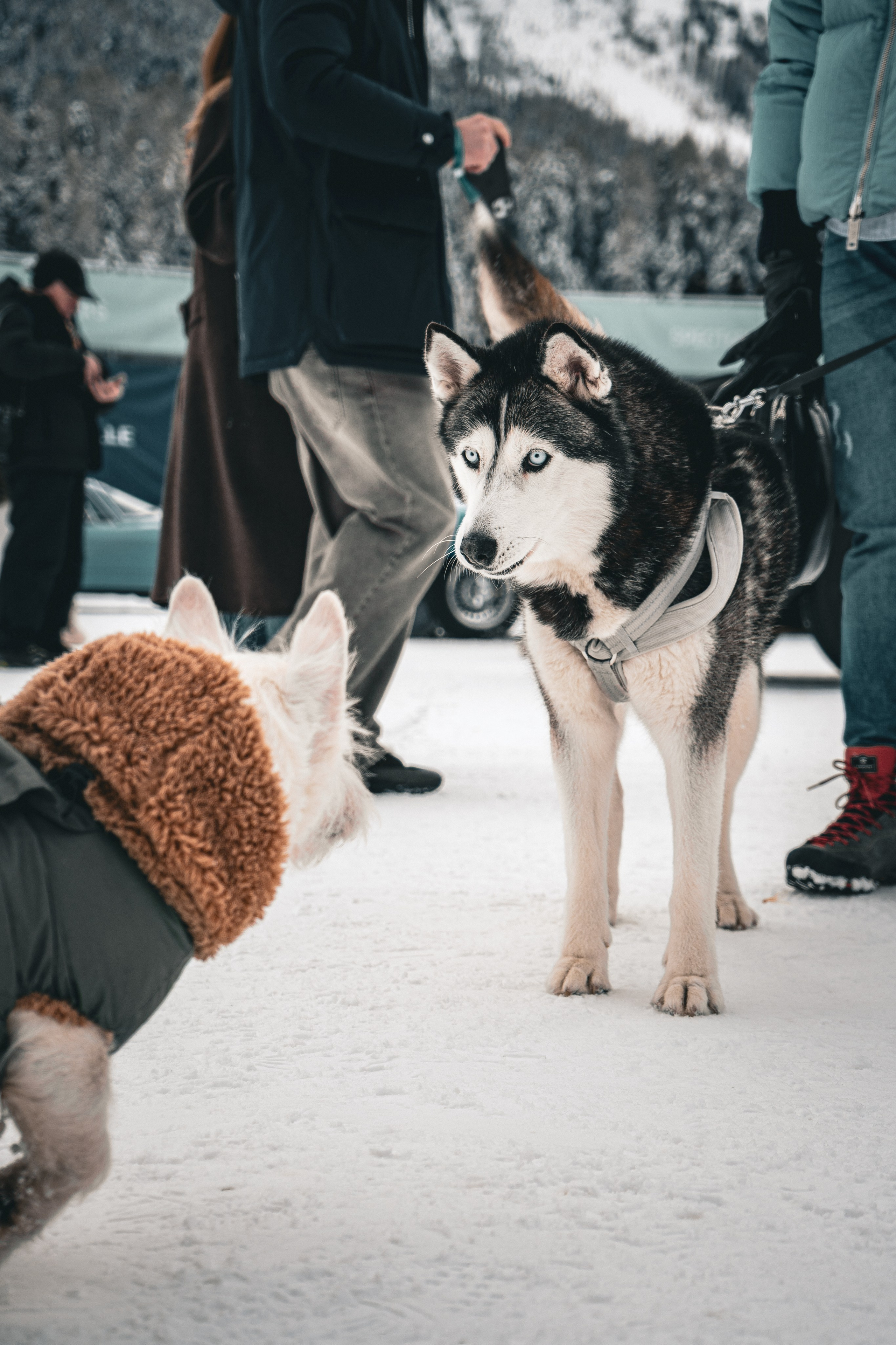 The ICE in St.Moritz 2026. Lutsenko Visuals — Photography & Visual Content