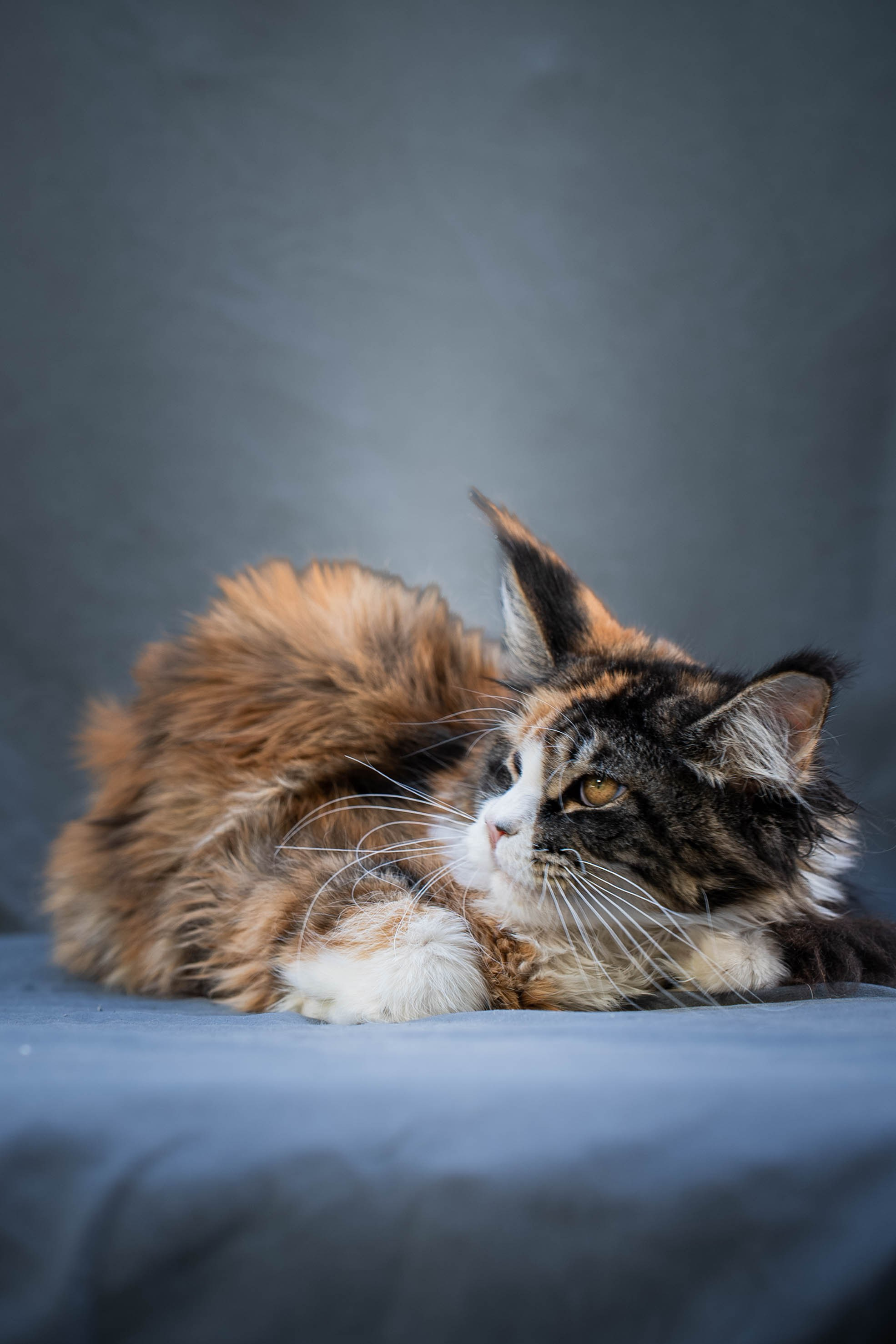 Senator Quennie. Senator Cat — Maine Coon cattery