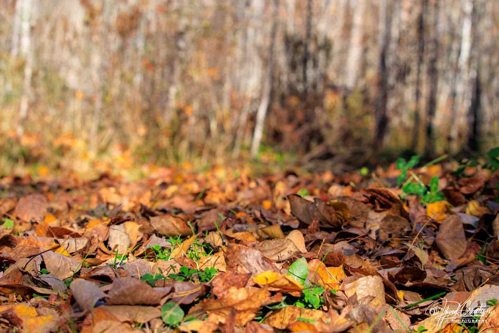 Landscape & Nature. Prived Creation