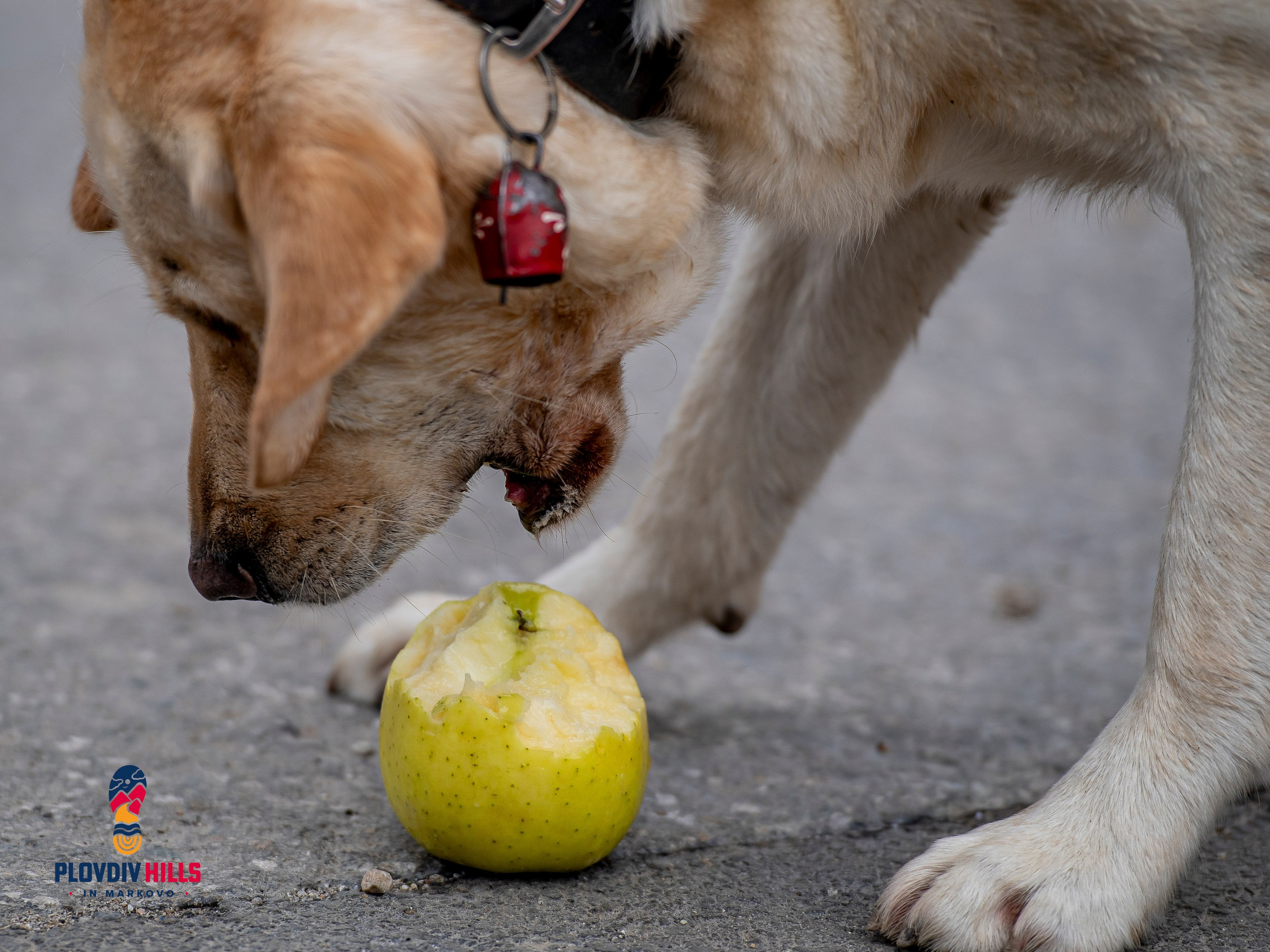 Снимки 2025-KrisoK Photography. «Plovdiv Hills in MARKOVO» е състезание по планинско бягане