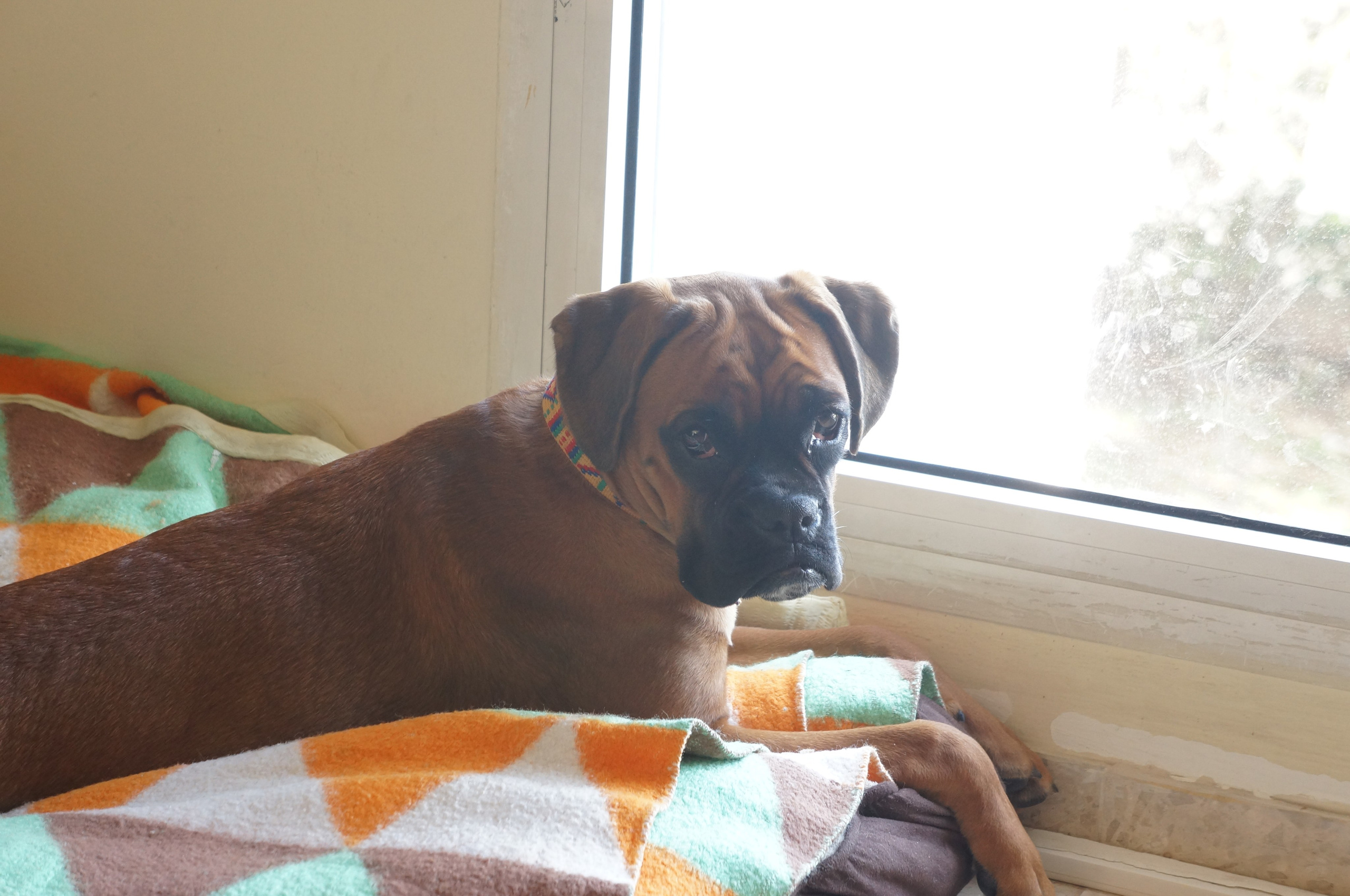 My ״Star״ Boxer Dog