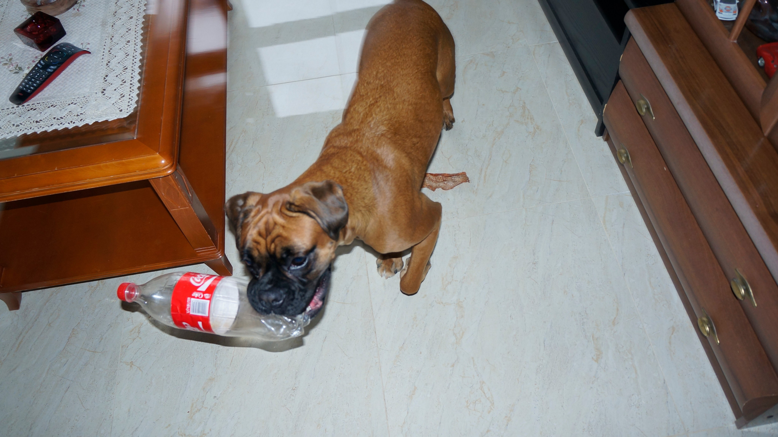 My ״Star״ Boxer Dog