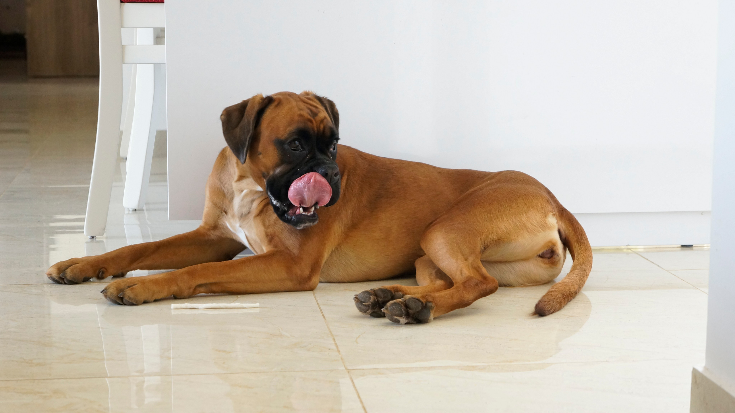 My ״Star״ Boxer Dog