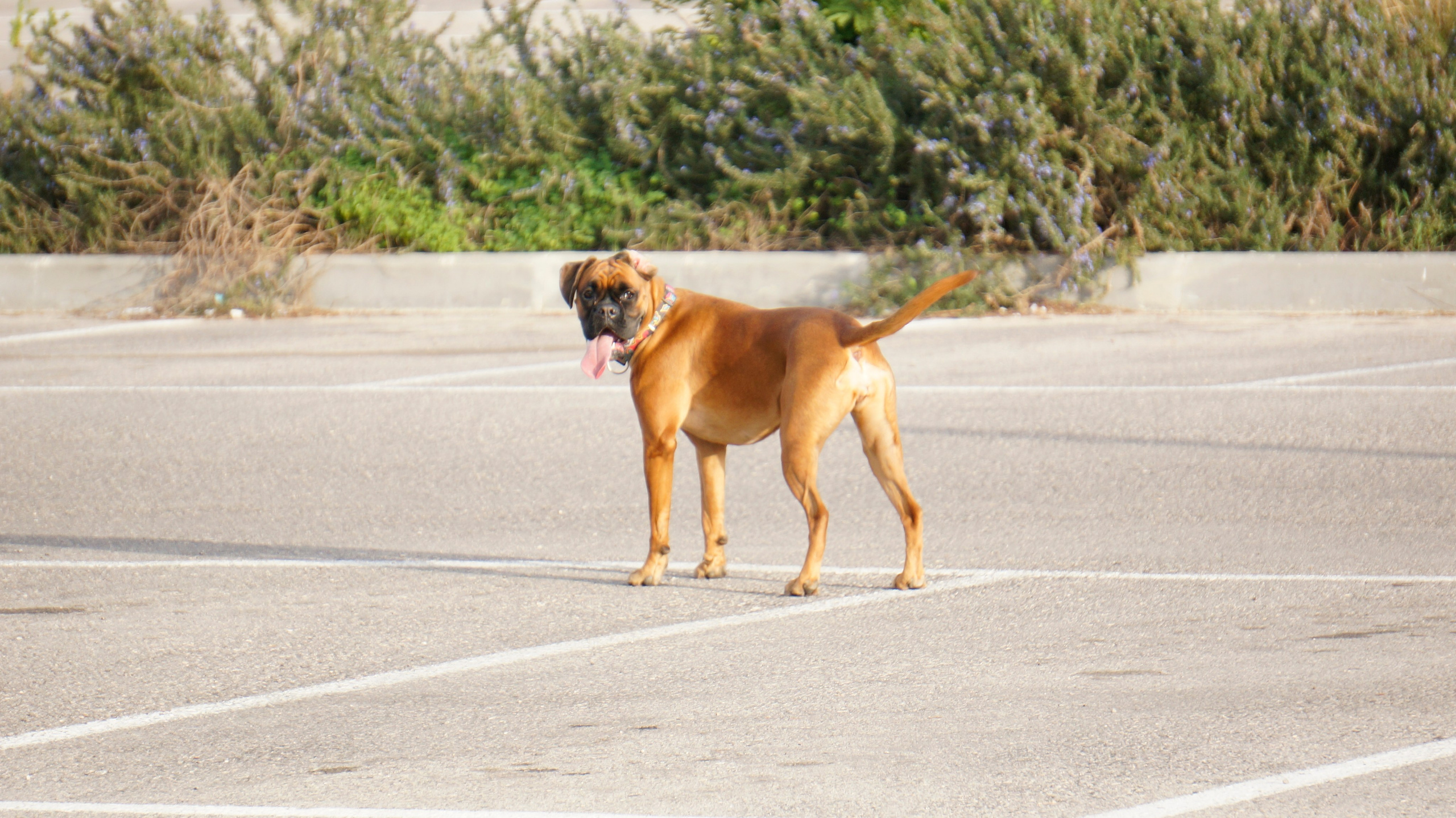 My ״Star״ Boxer Dog
