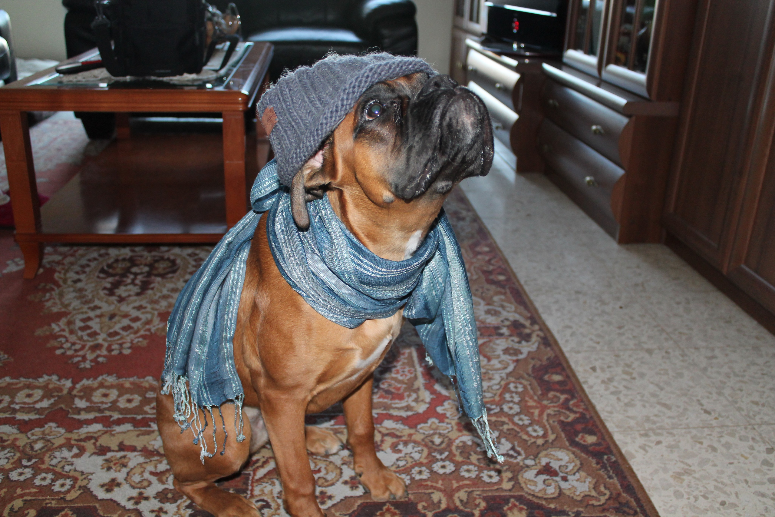 My ״Star״ Boxer Dog