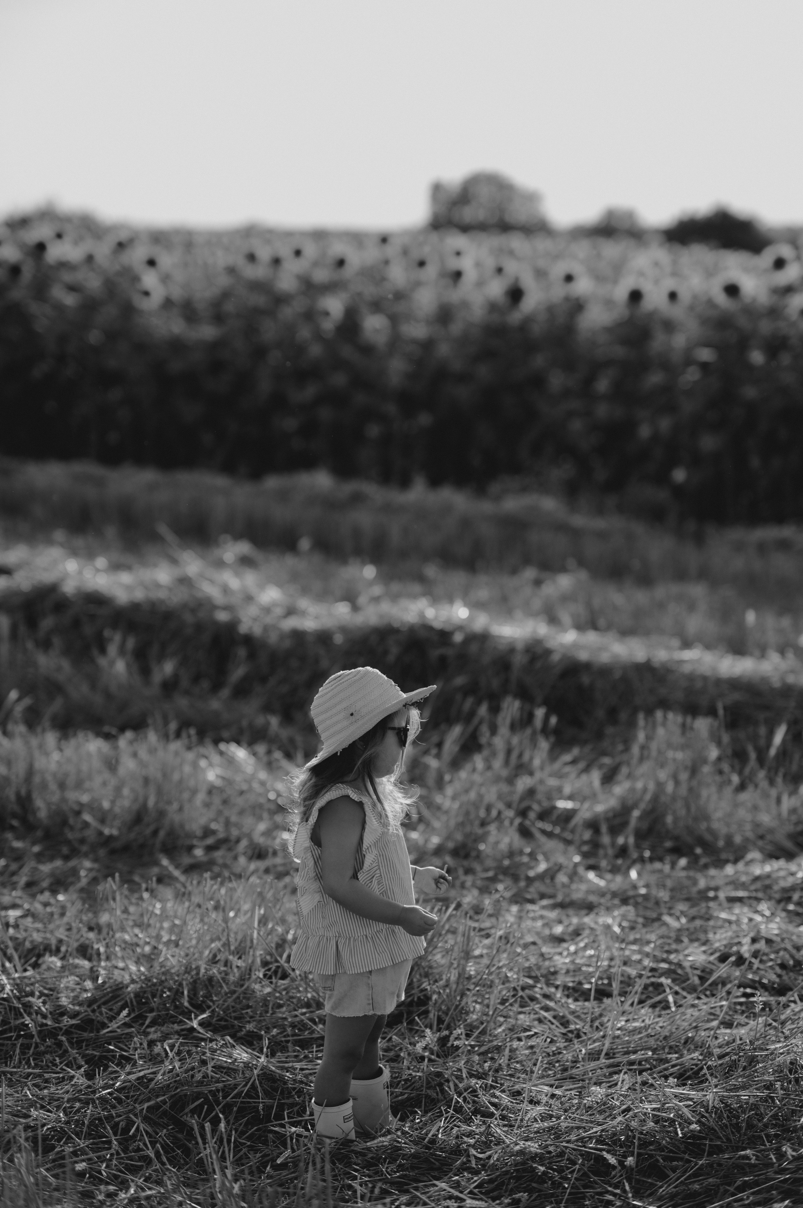 Polje suncokreta. Ana Sladojevic