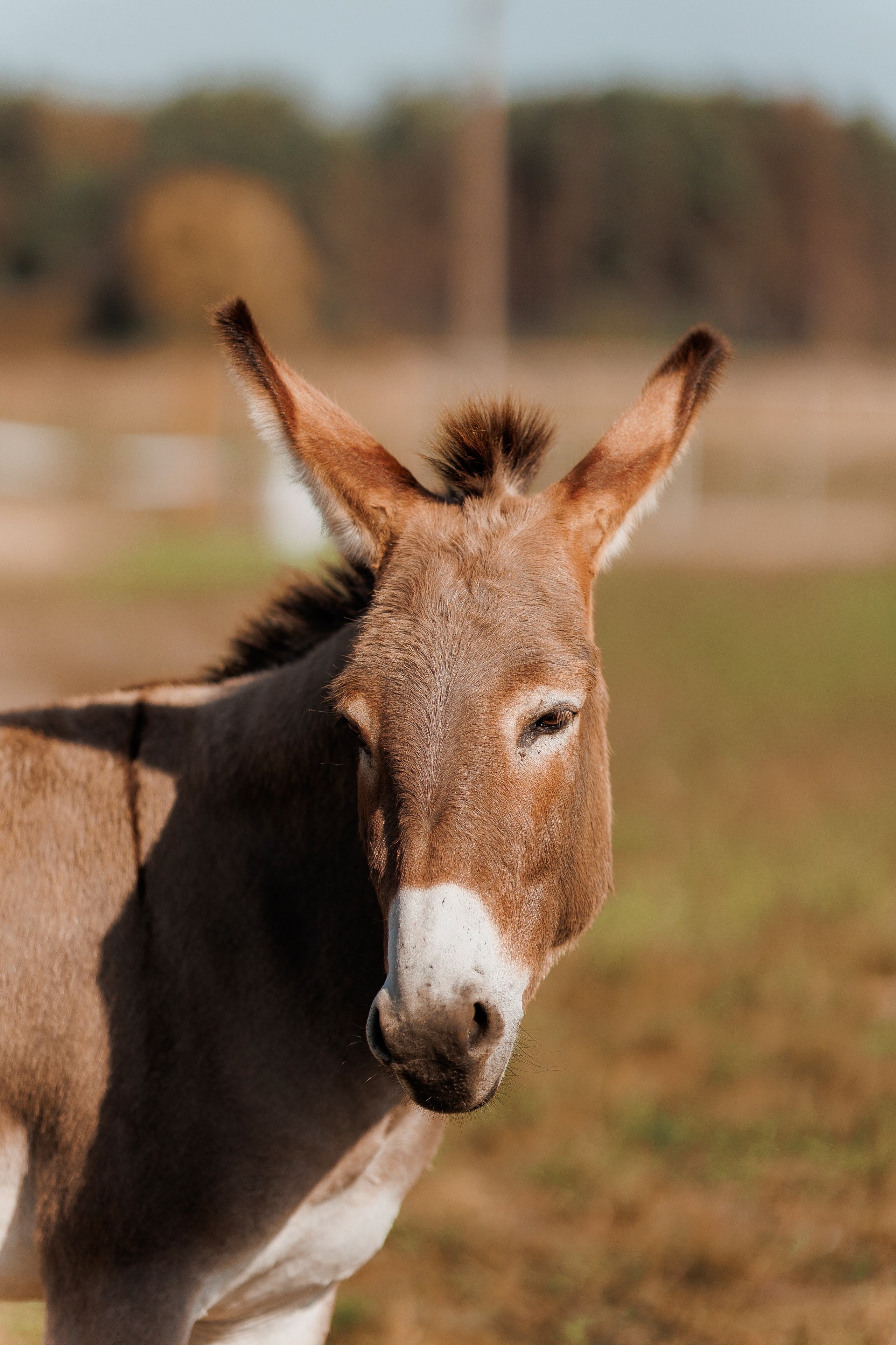 Екопарк Аміла. Ірина Терещук