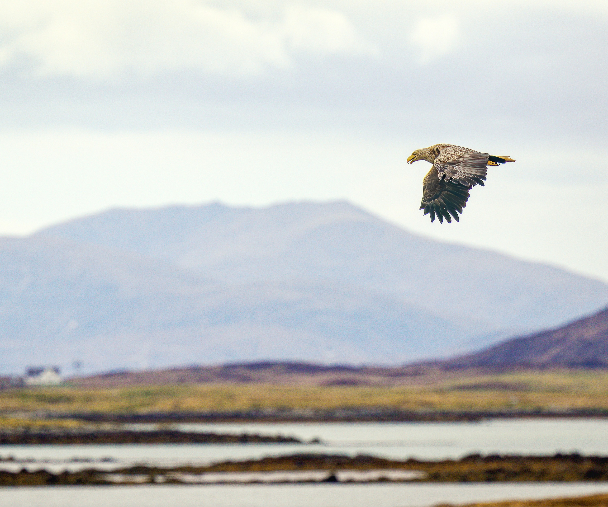 UK Wildlife Photography Gallery. Hedley Wright Photography | East Anglia Sport, Street, Wildlife, Landscape & Astrophotography