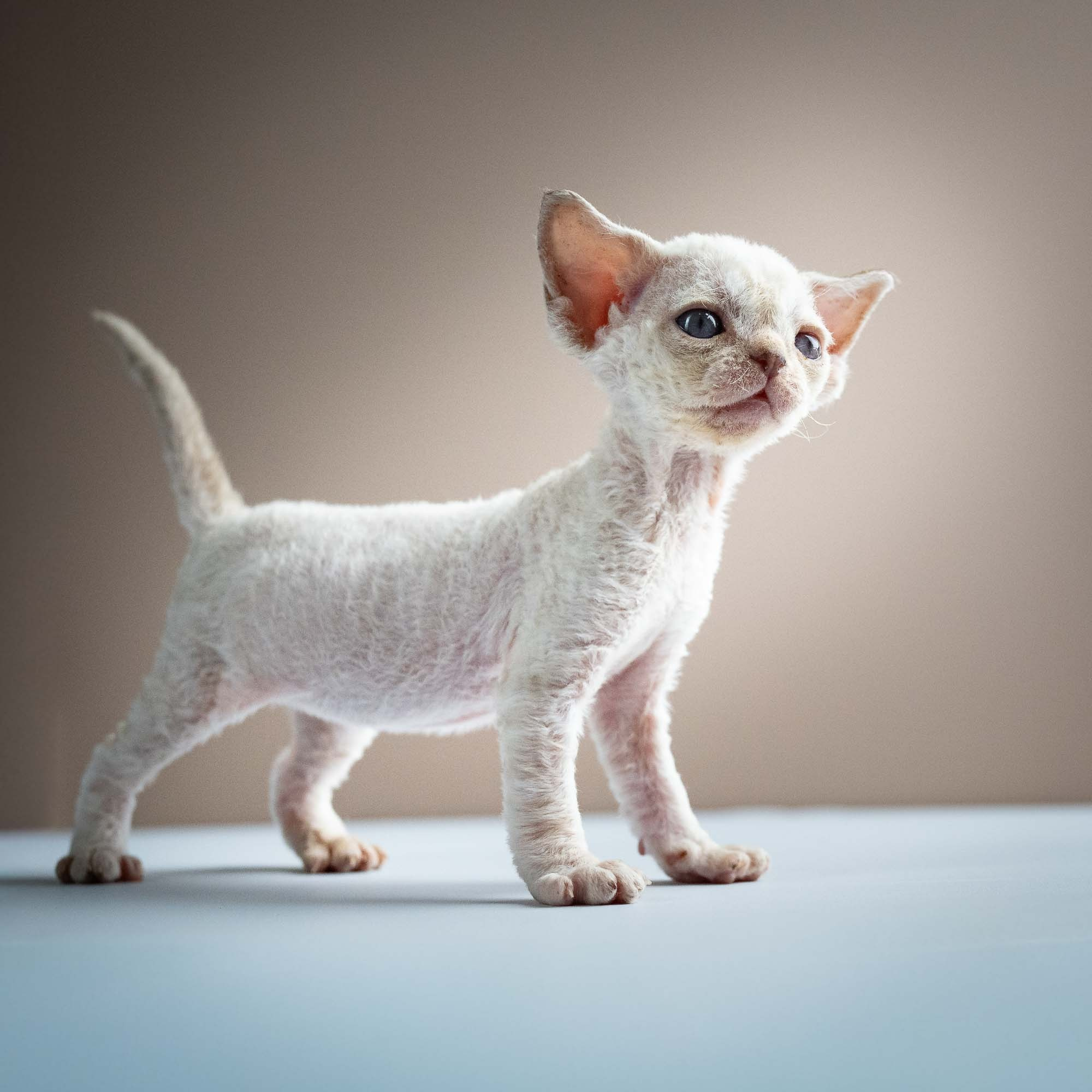 Selena, girl, born 05.08.26. Devon Rex Pixie Cattery