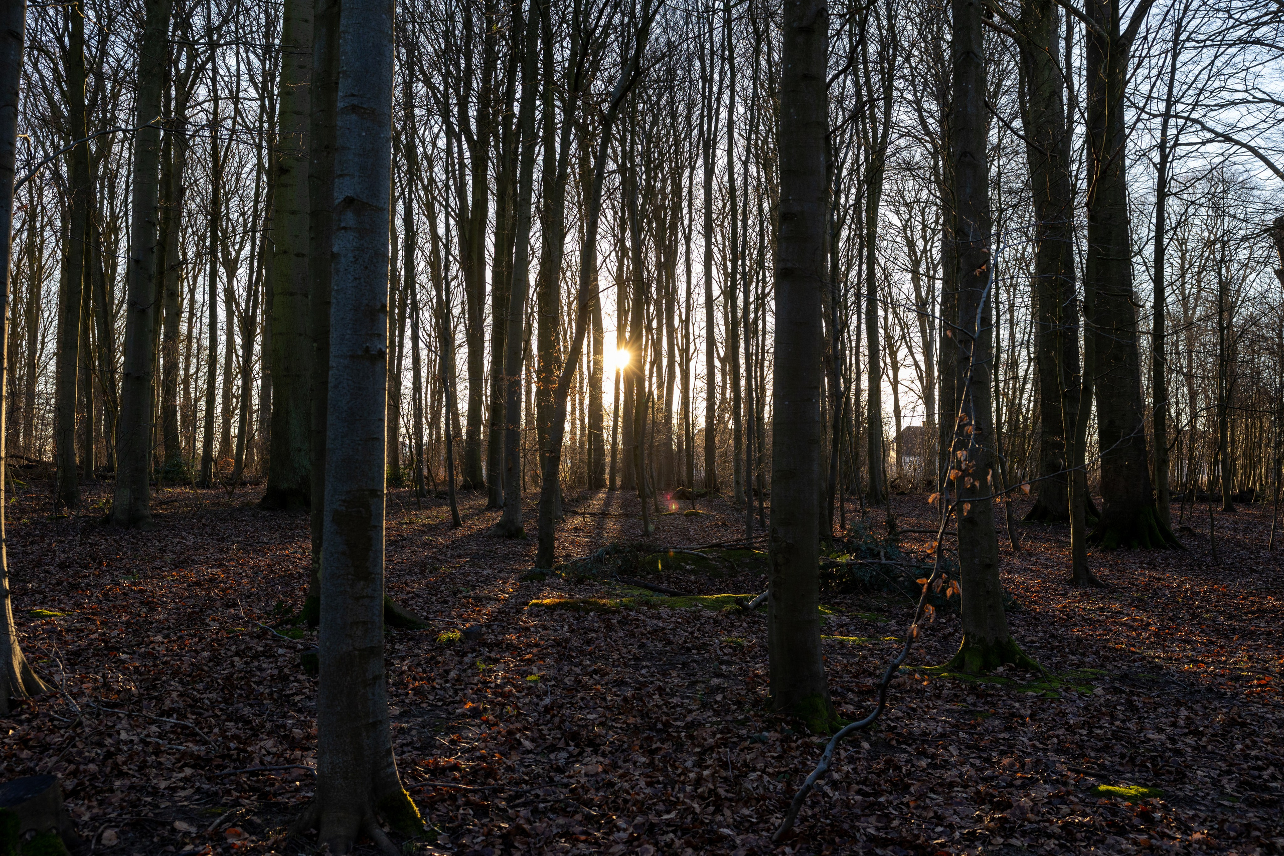Forår. Fotograf Aarhus | Portrætfoto Århus | Flotte billeder