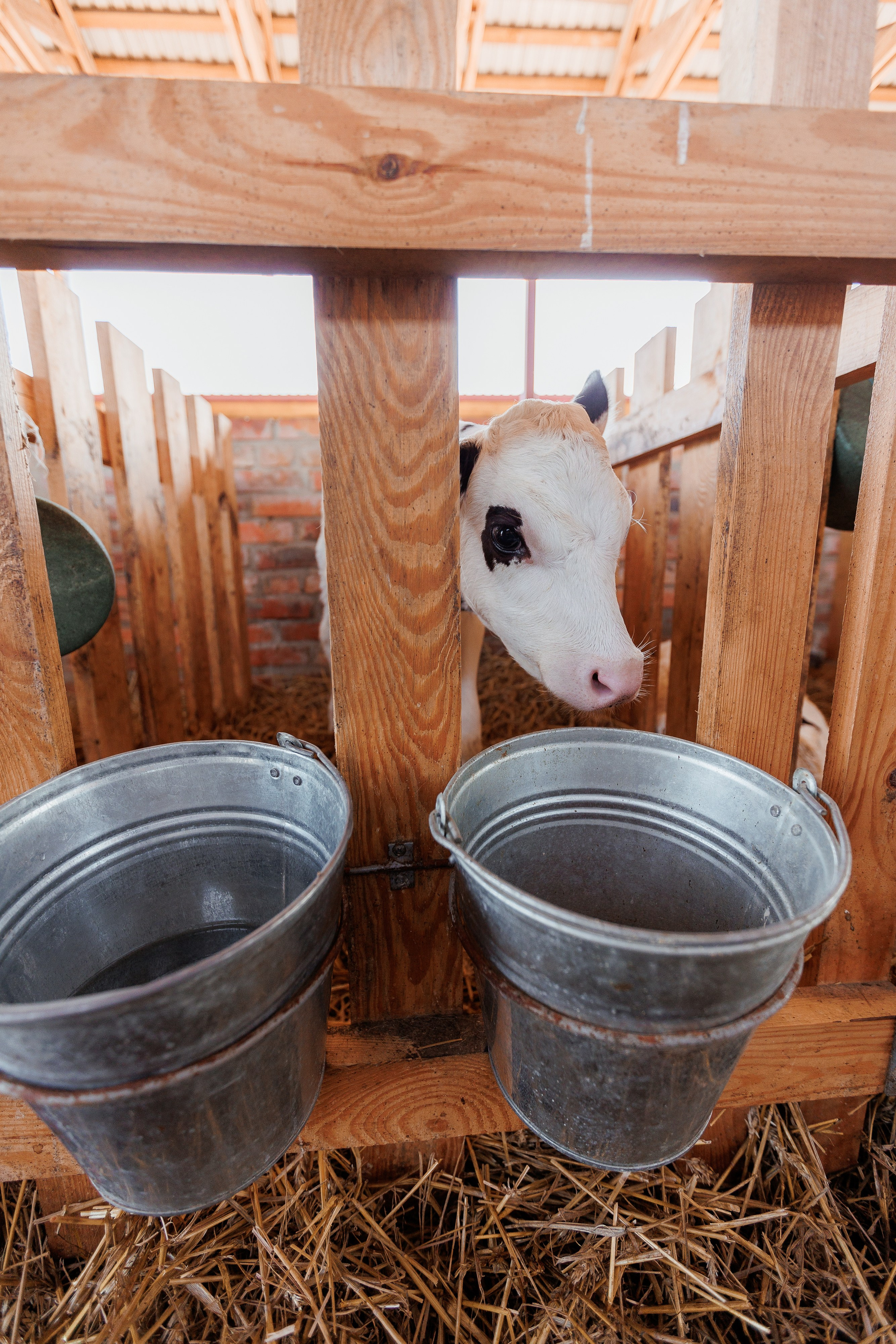 Екопарк Аміла. Ірина Терещук