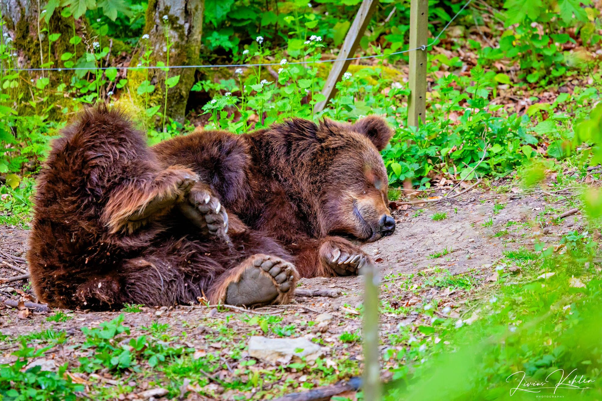Wildpark Bad Mergentheim. FOTO KREATIV