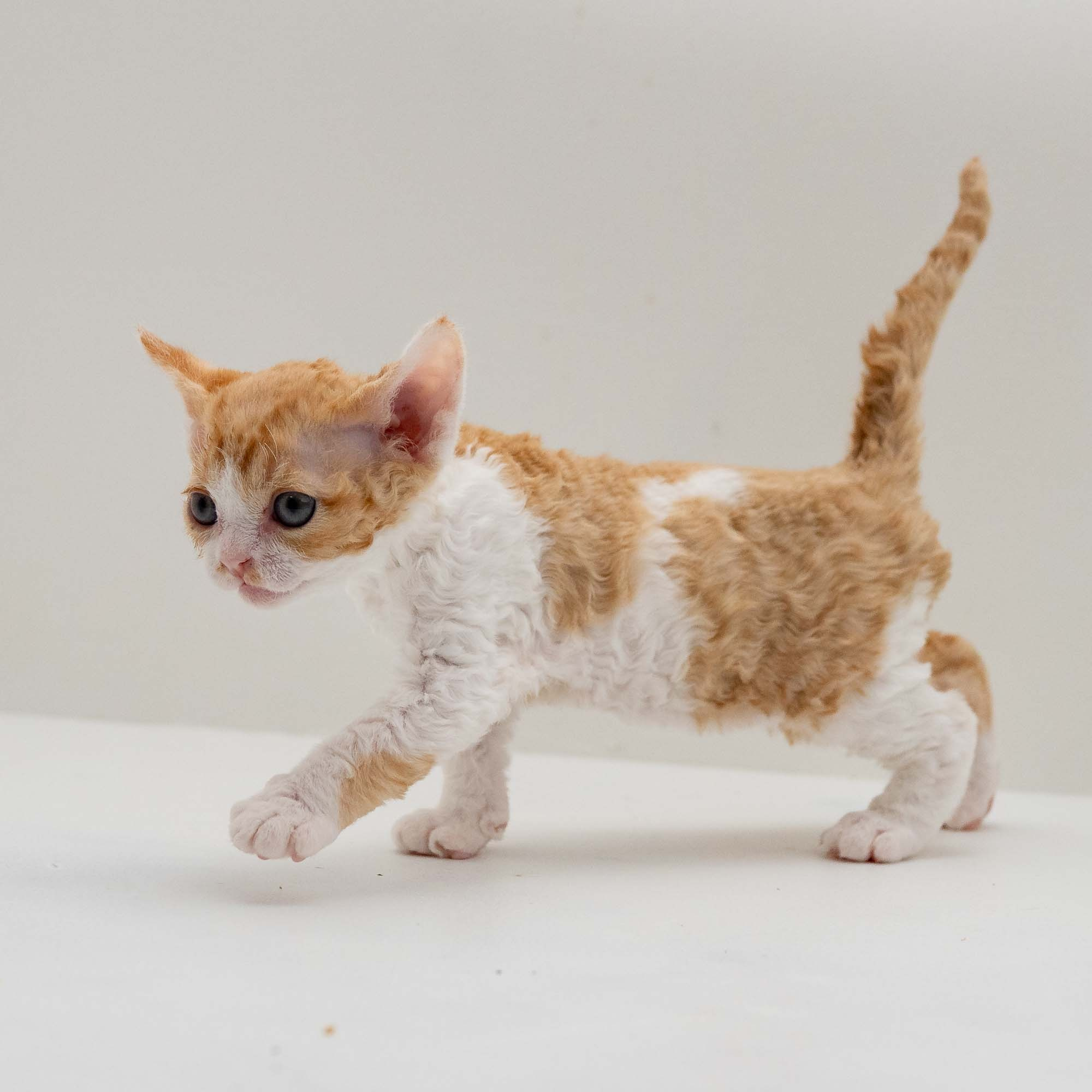 Gece, boy, born on 01.18.25. Devon Rex Pixie Cattery