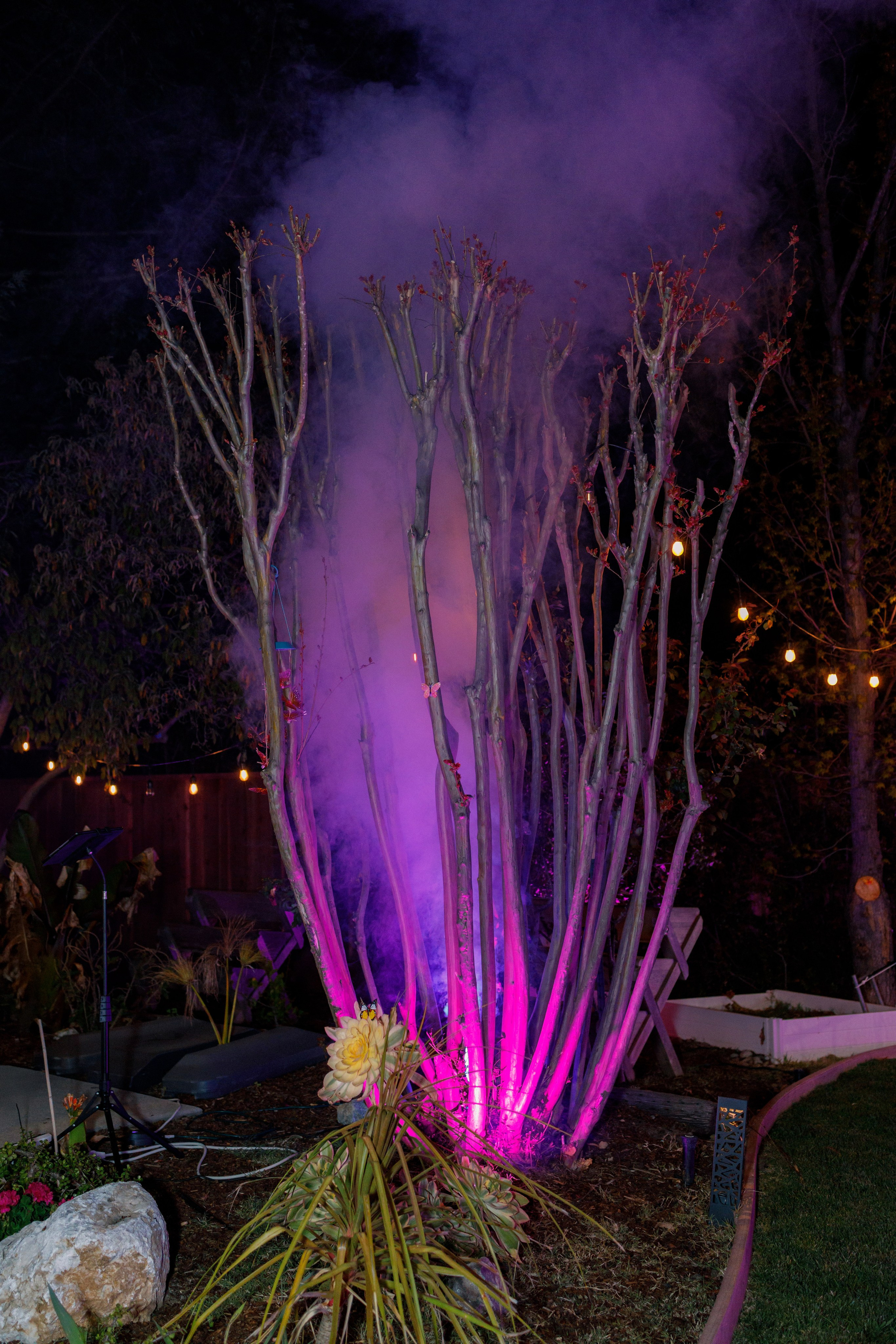 Evening event. Family and Event photographer in Bay Area Elena Tiuriumina